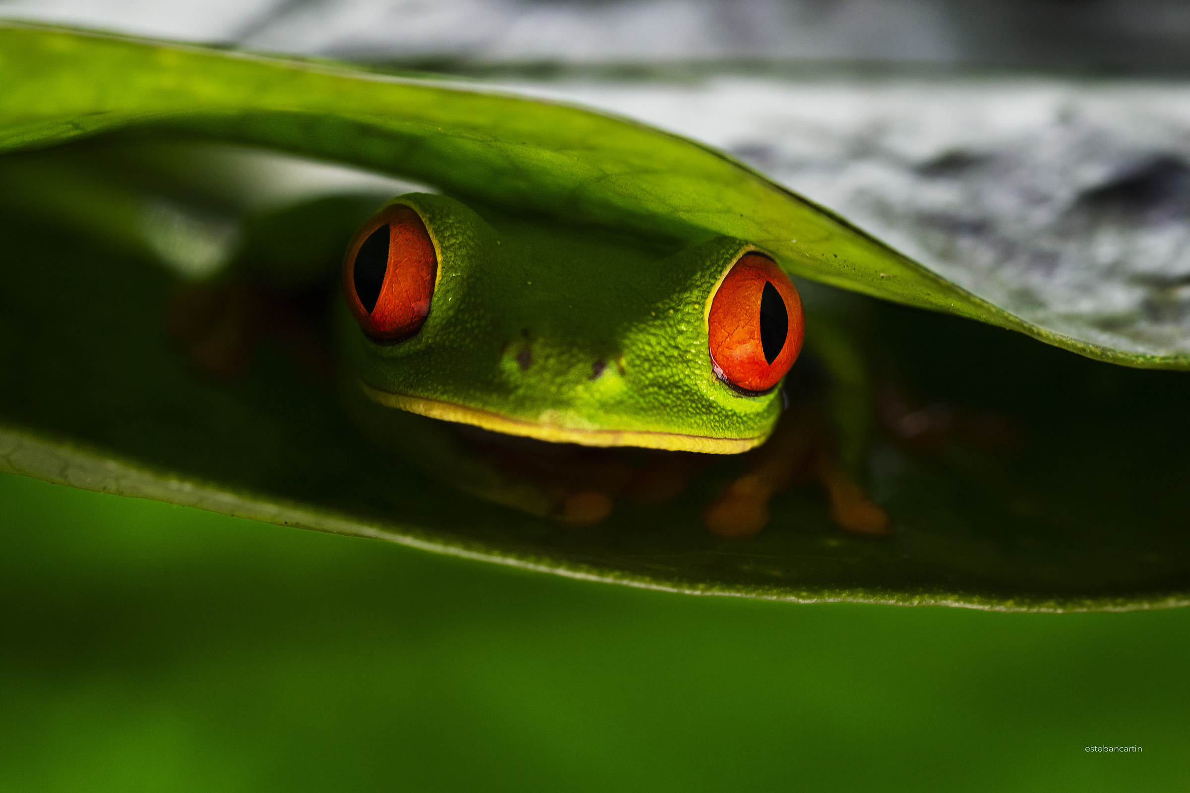Agalychnis Callidryas (red-eyed Frog)