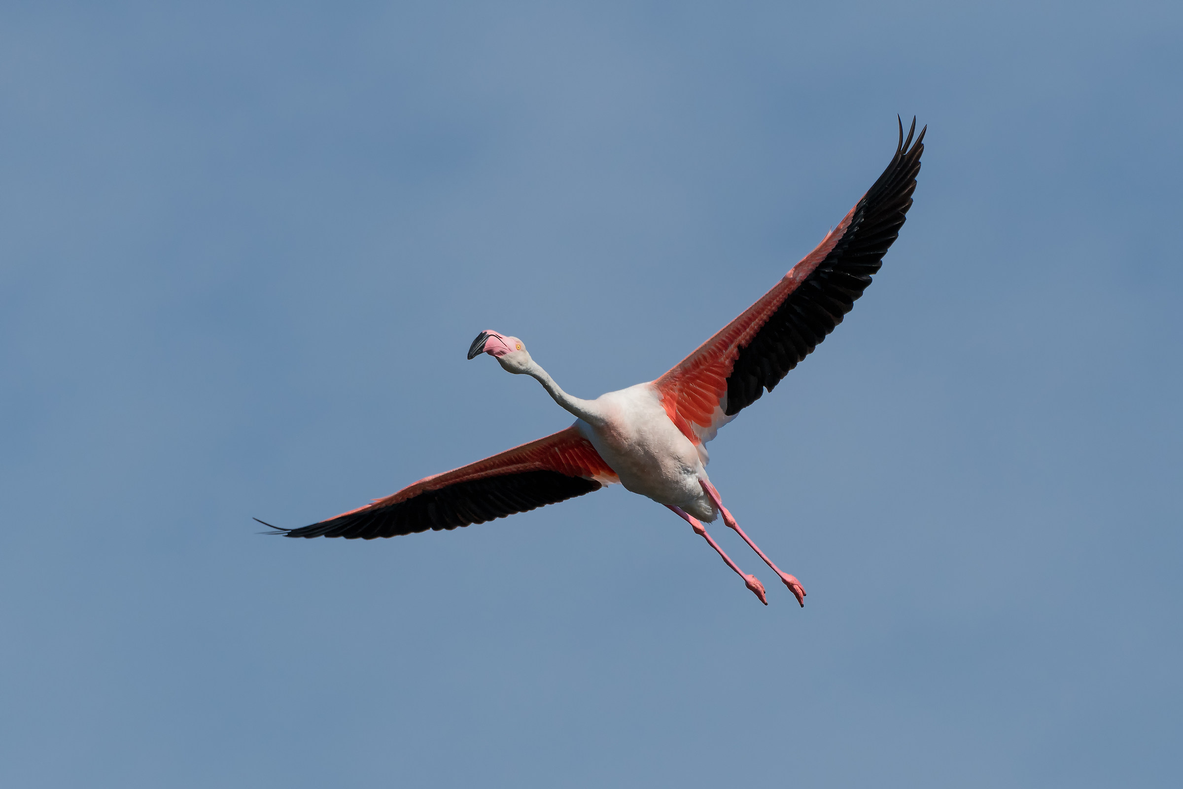 Flamingos in flight