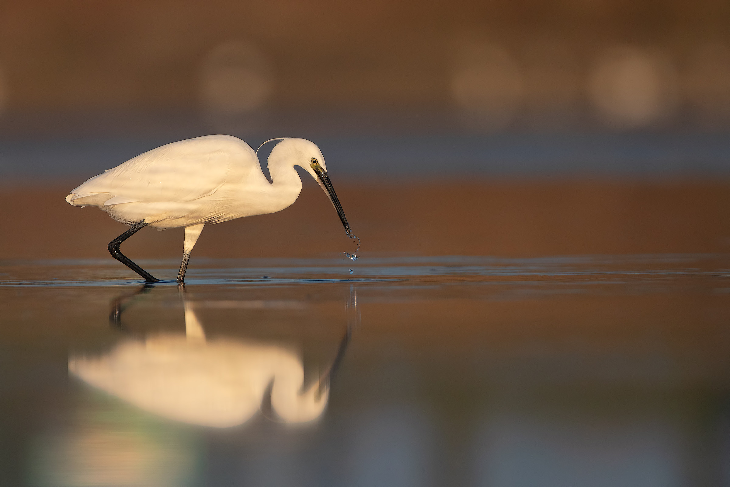 Egret