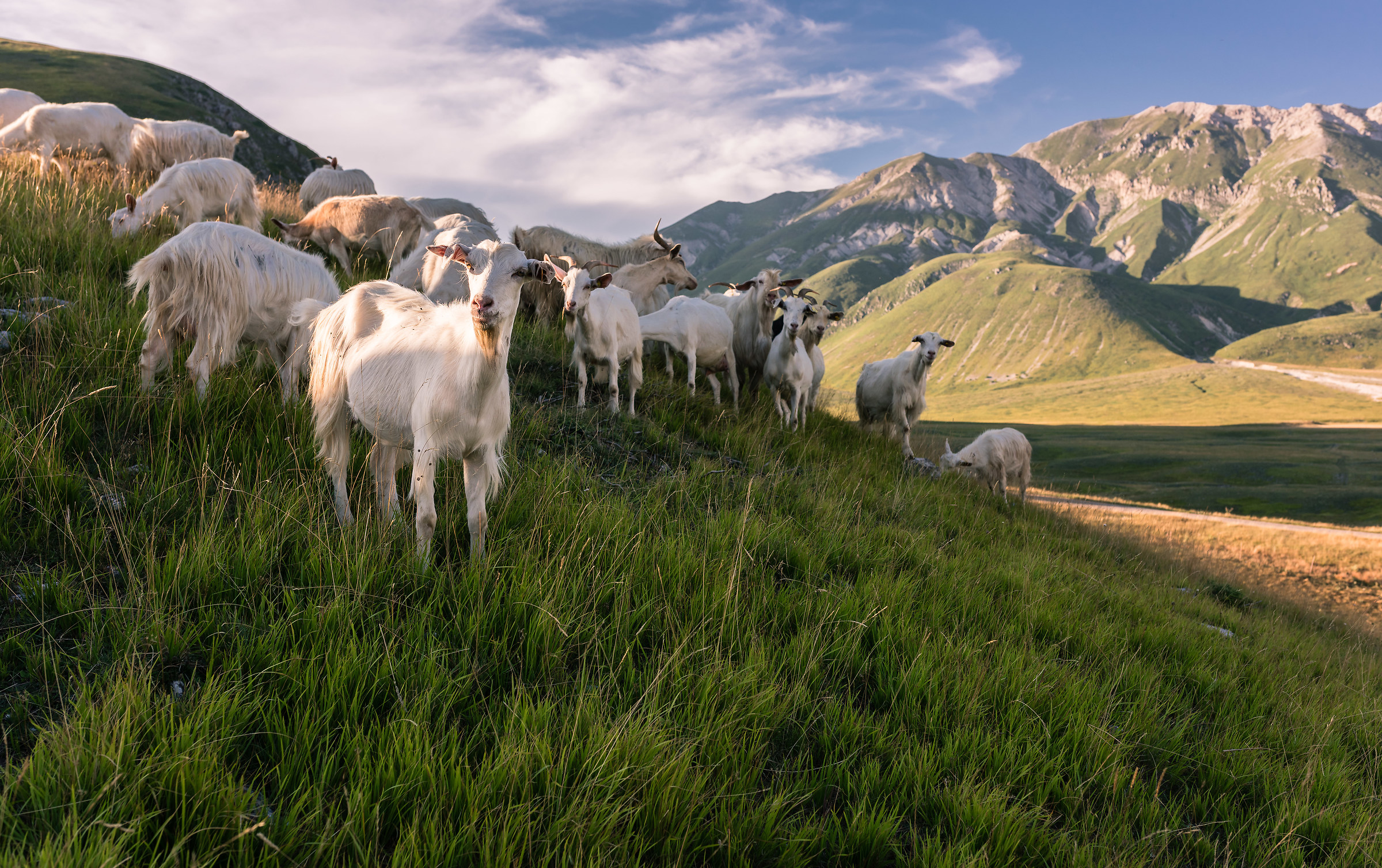 Padrone dell'altopiano