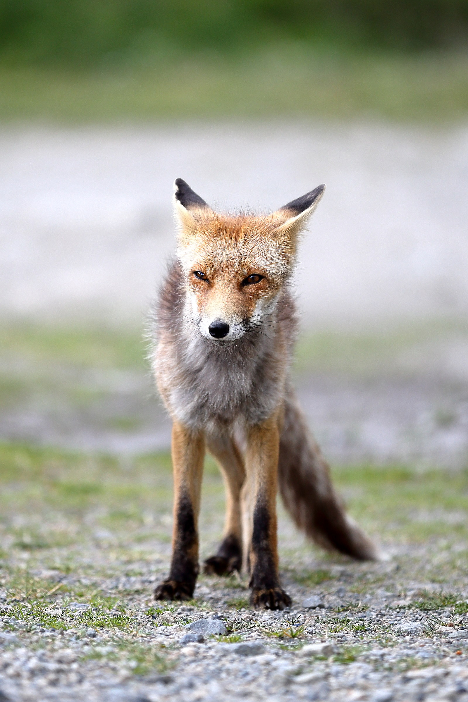 Curiosa come una volpe