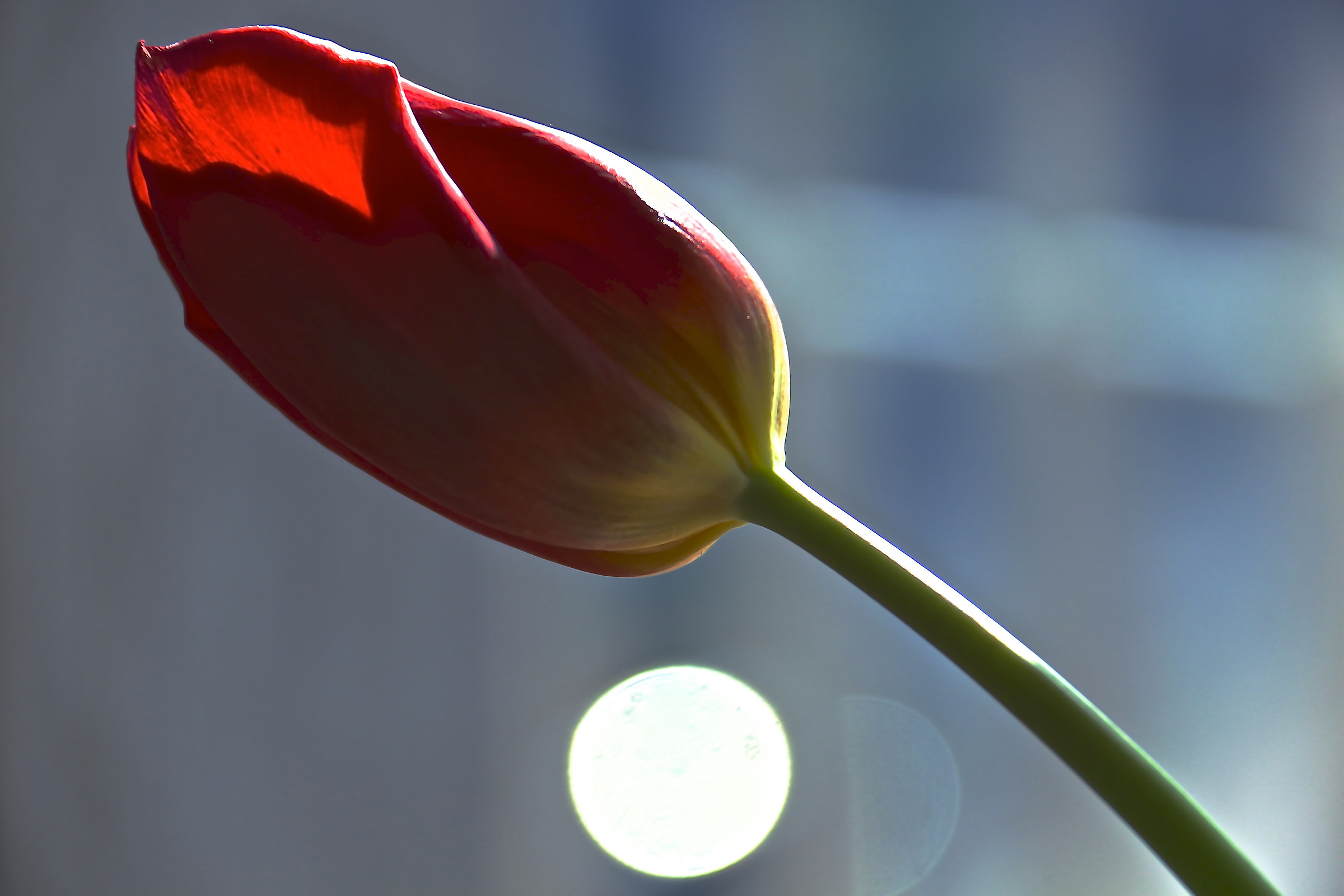 Tulip And Bokeh