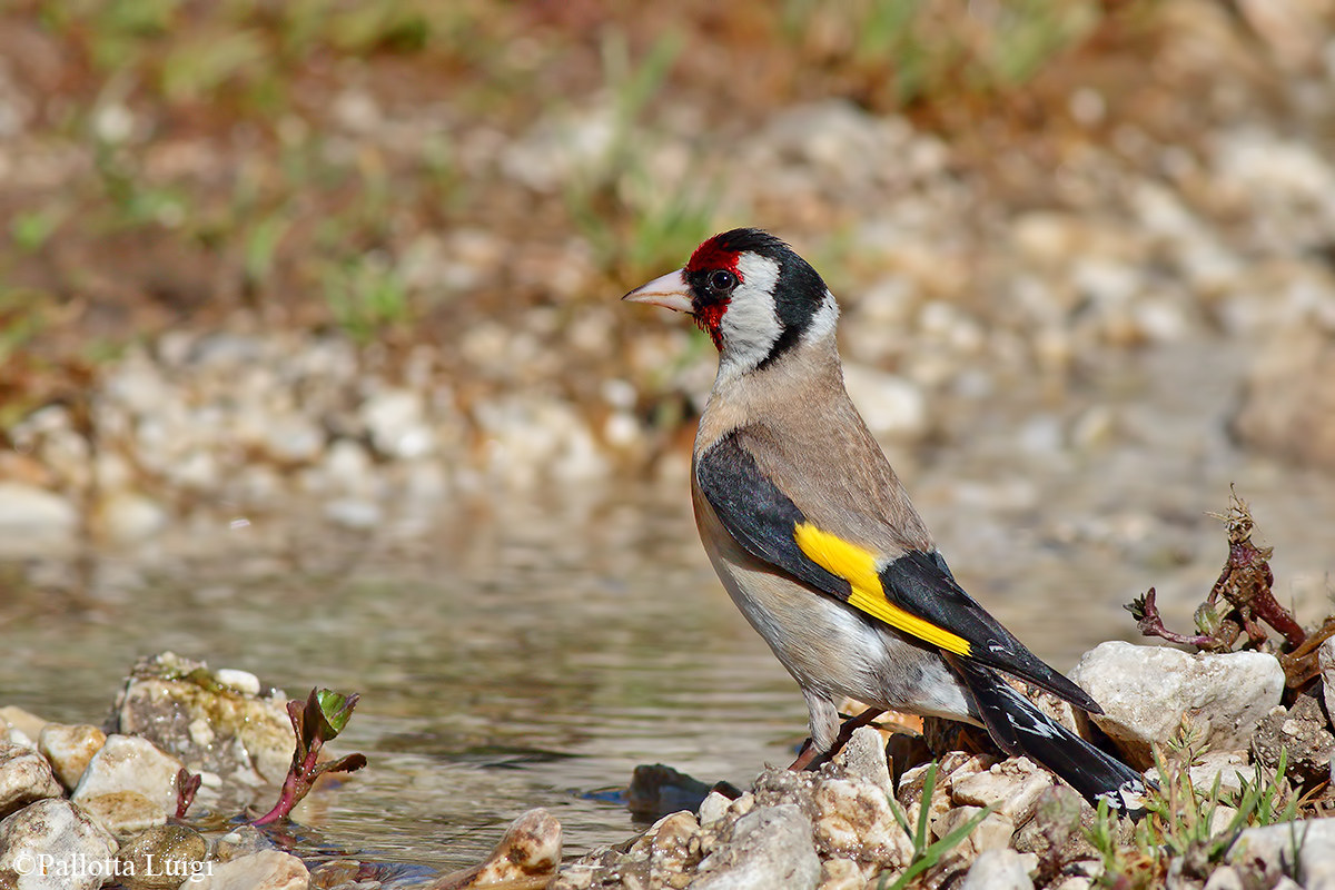 Goldfinch (Carduelis carduelis)
