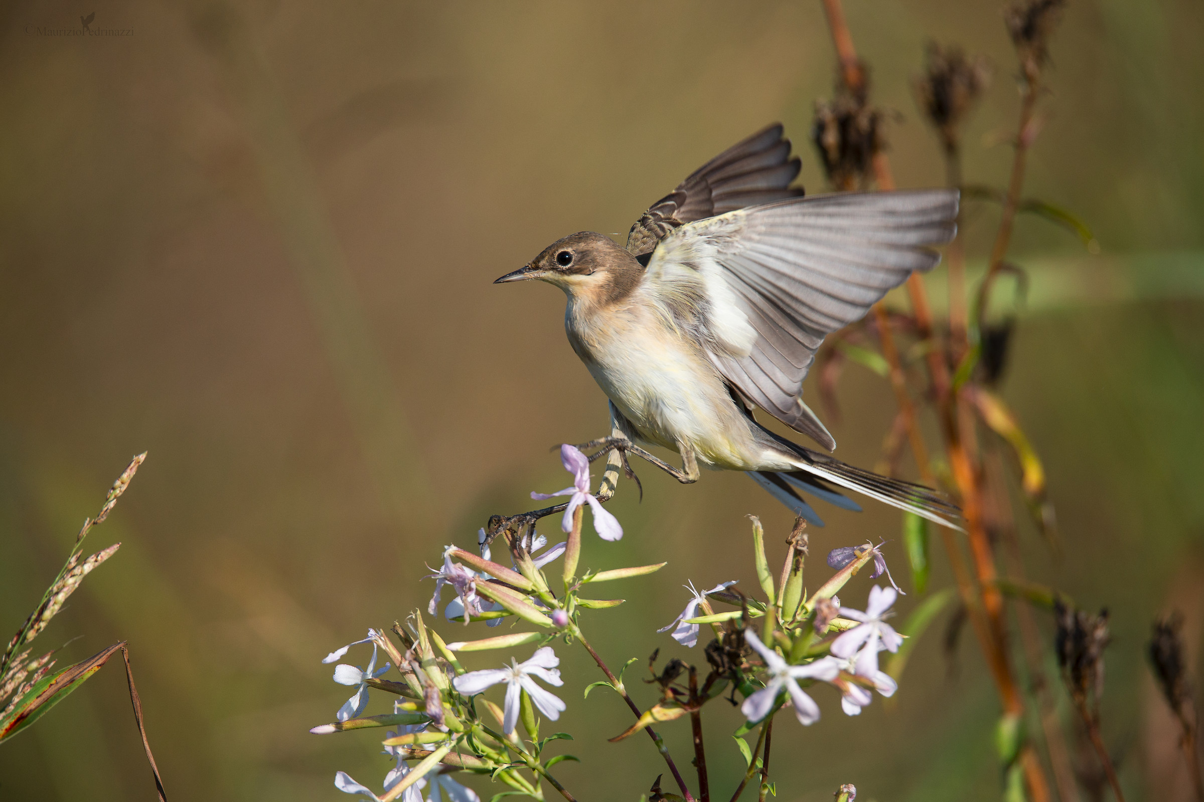 Cutrettola giovane Motacilla flava