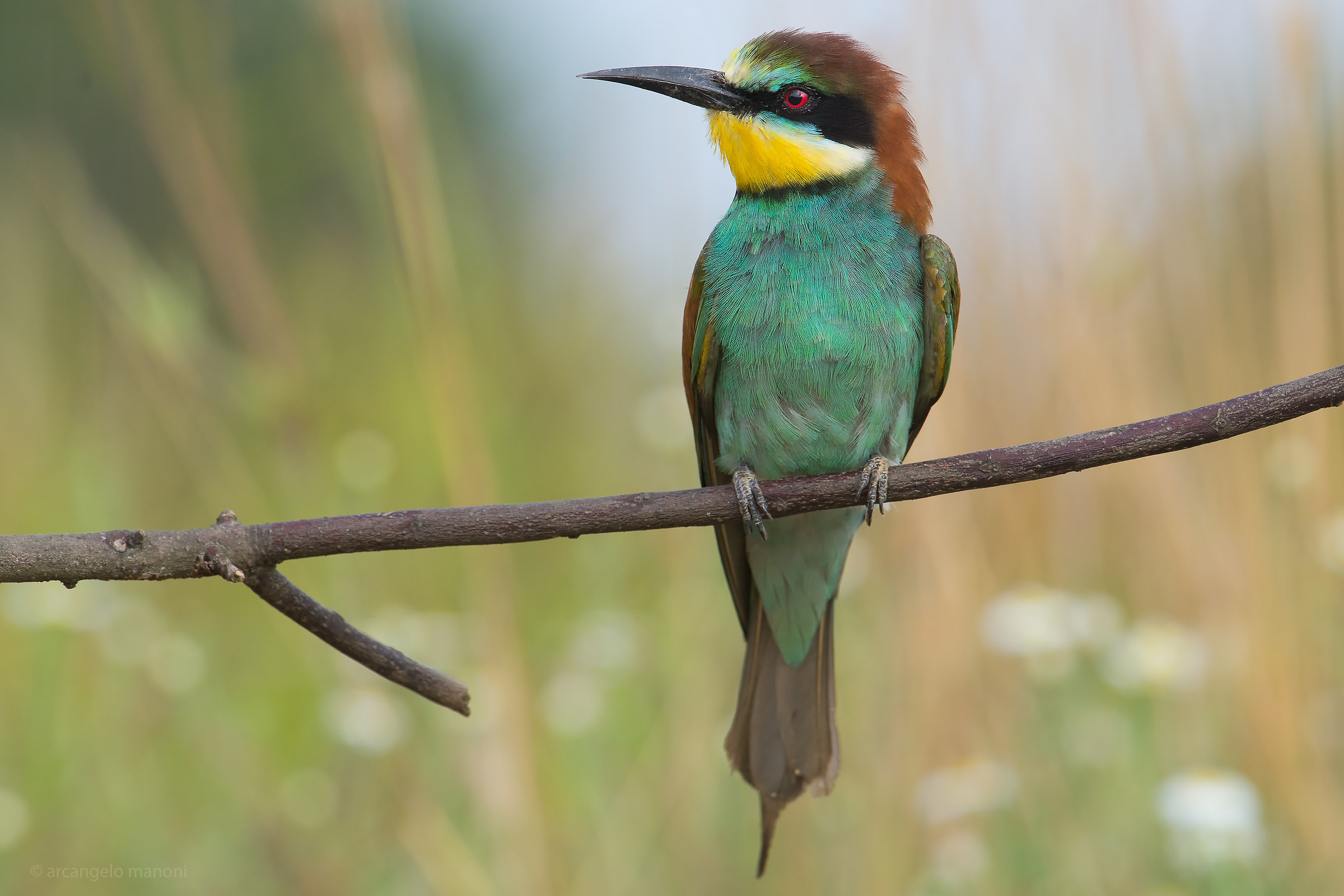 The rest of the bee-eater