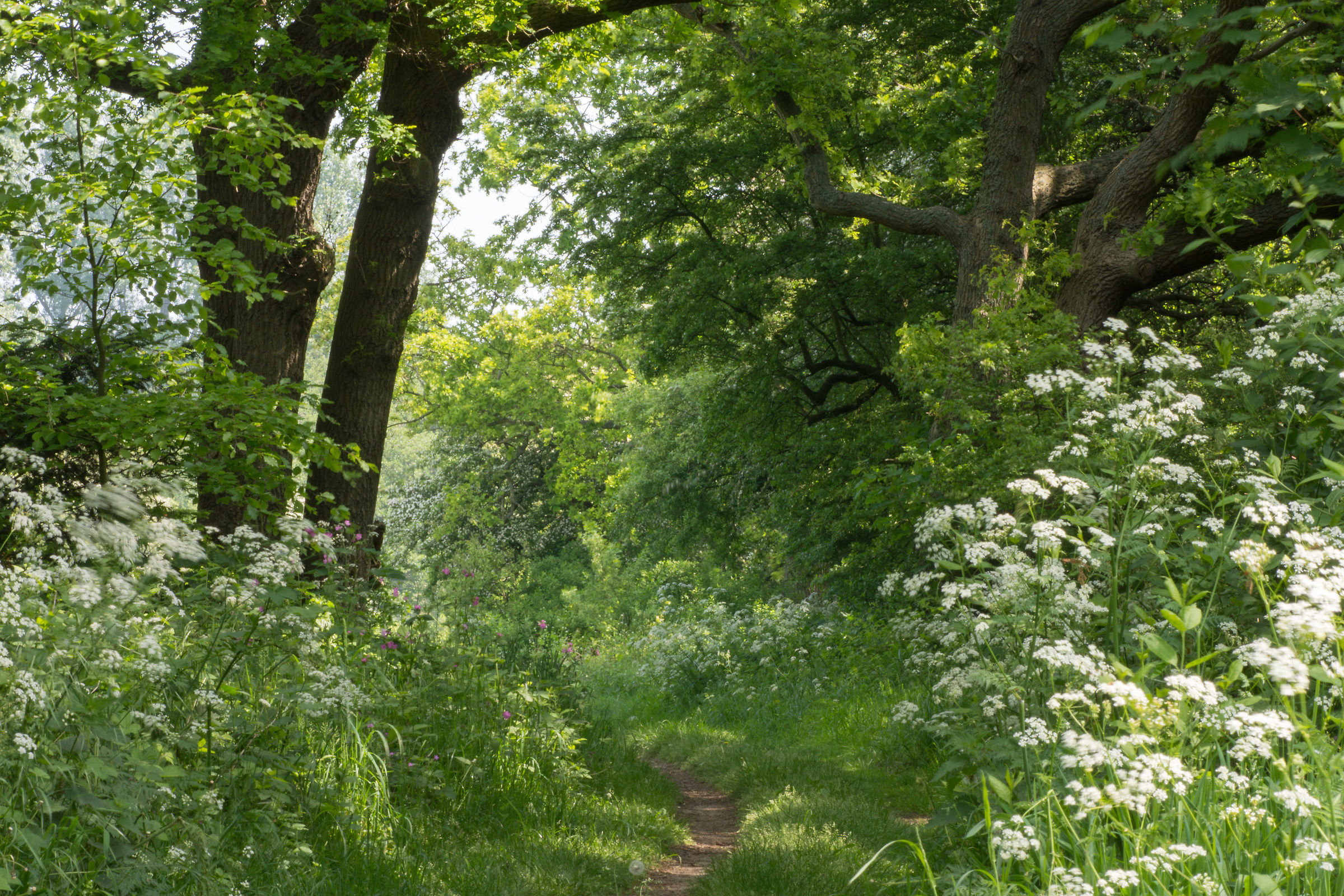 Vagando lungo il vecchio sentiero