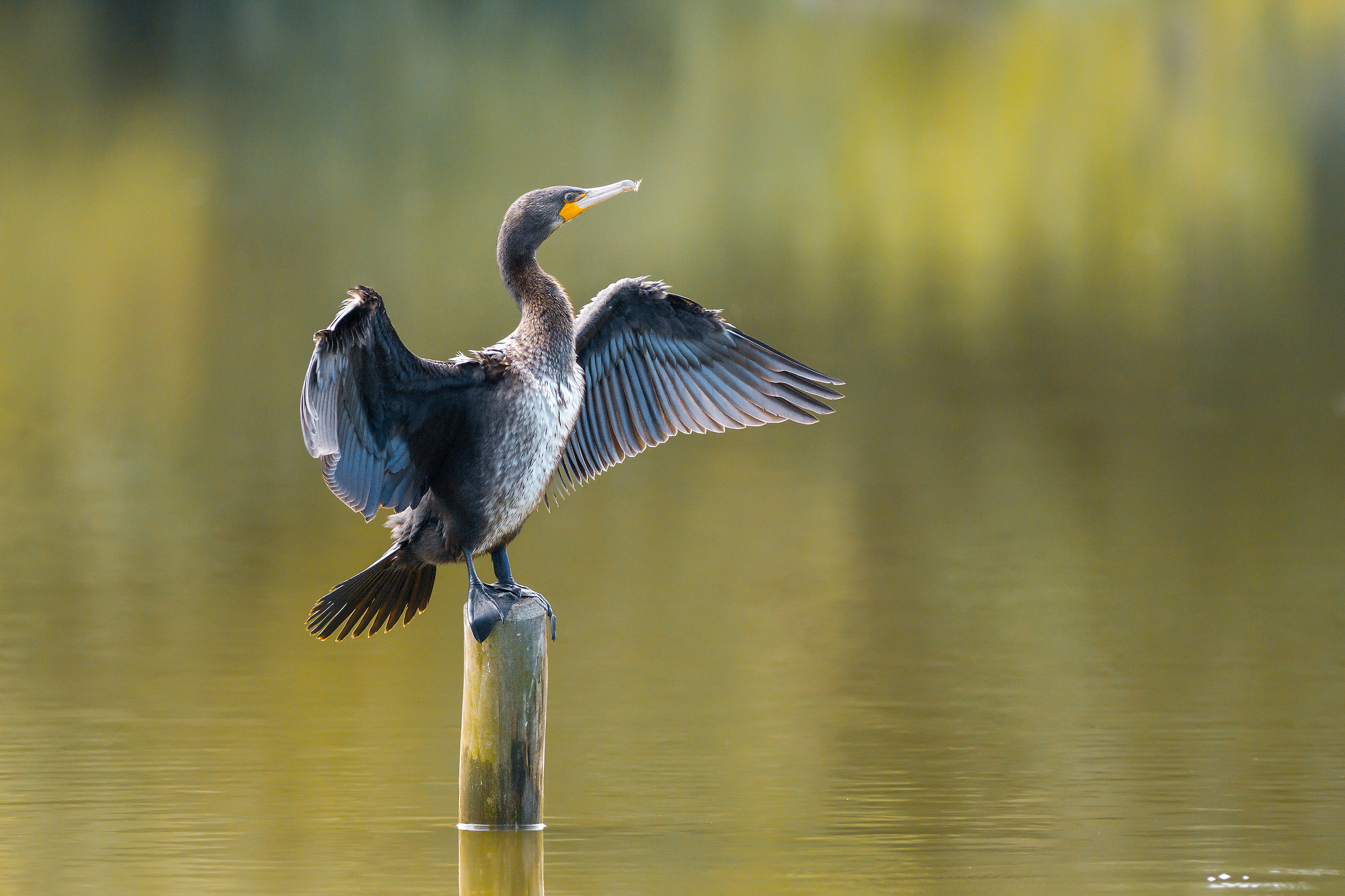 Cormorant