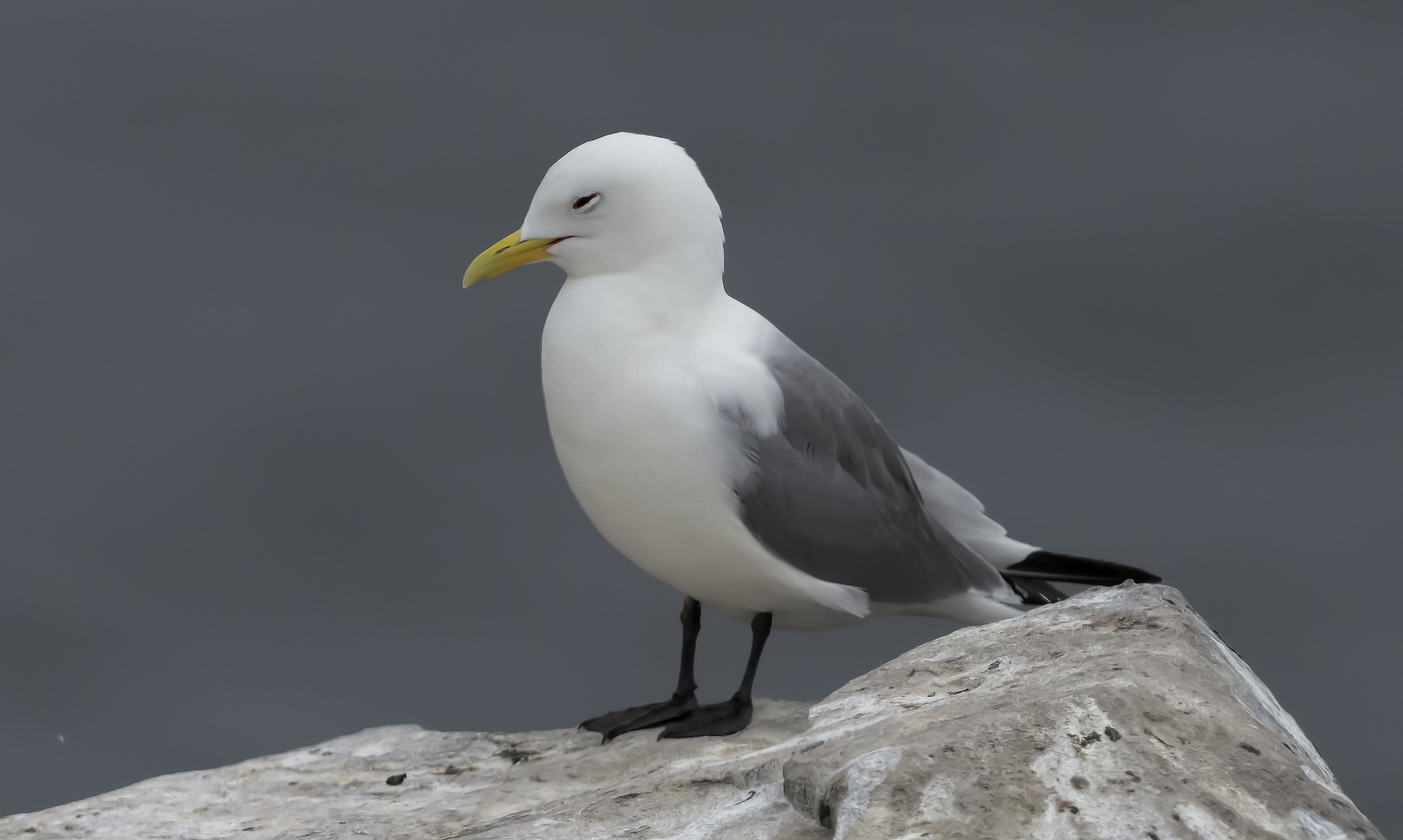 Gabbiano Tridattilo - Isole Farne