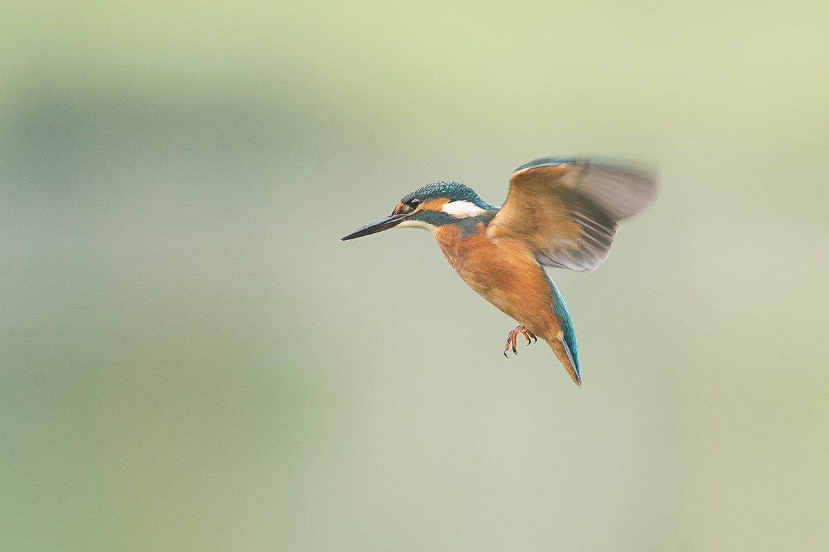 spirito santo del martin