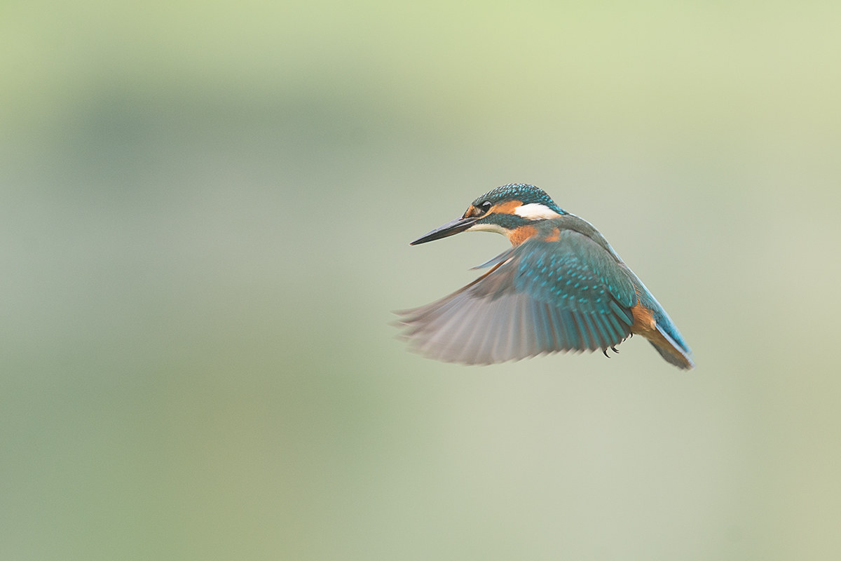 spirito santo del martin