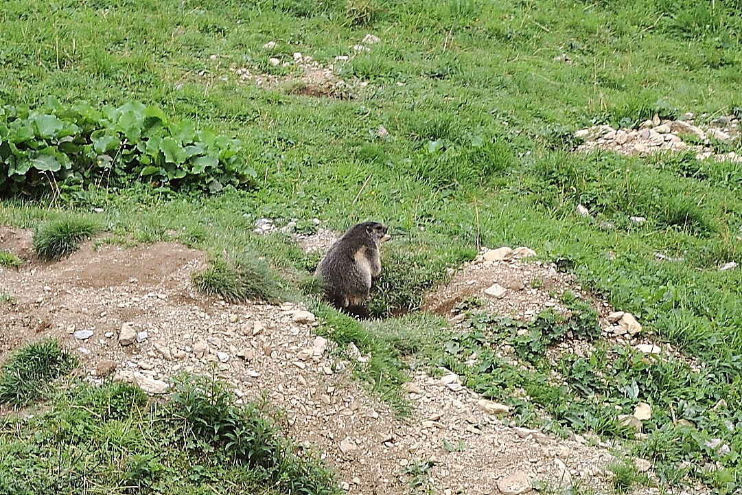 Marmotta..disinibita cicciona :D