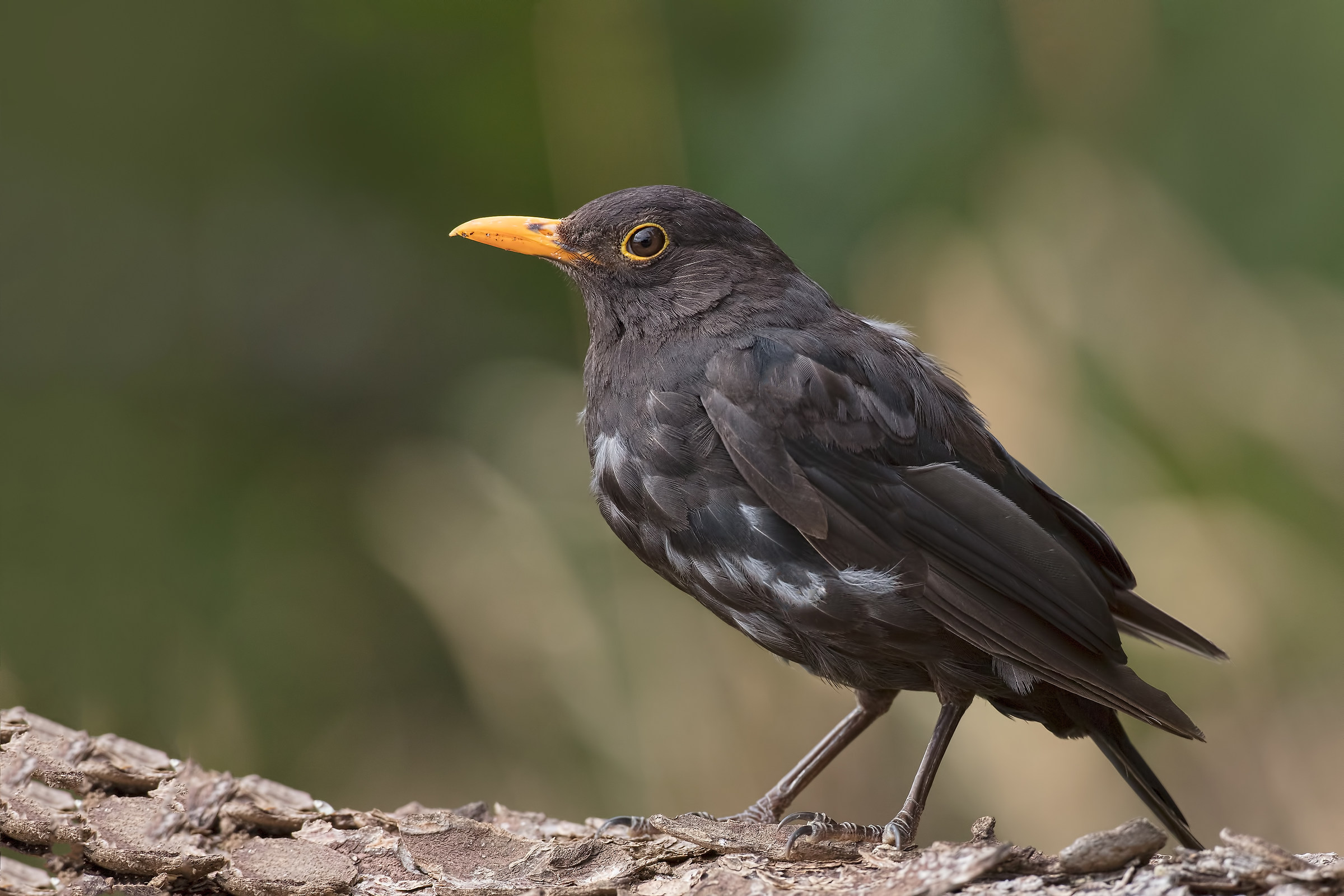 Merlo maschio con piumaggio leucistico.