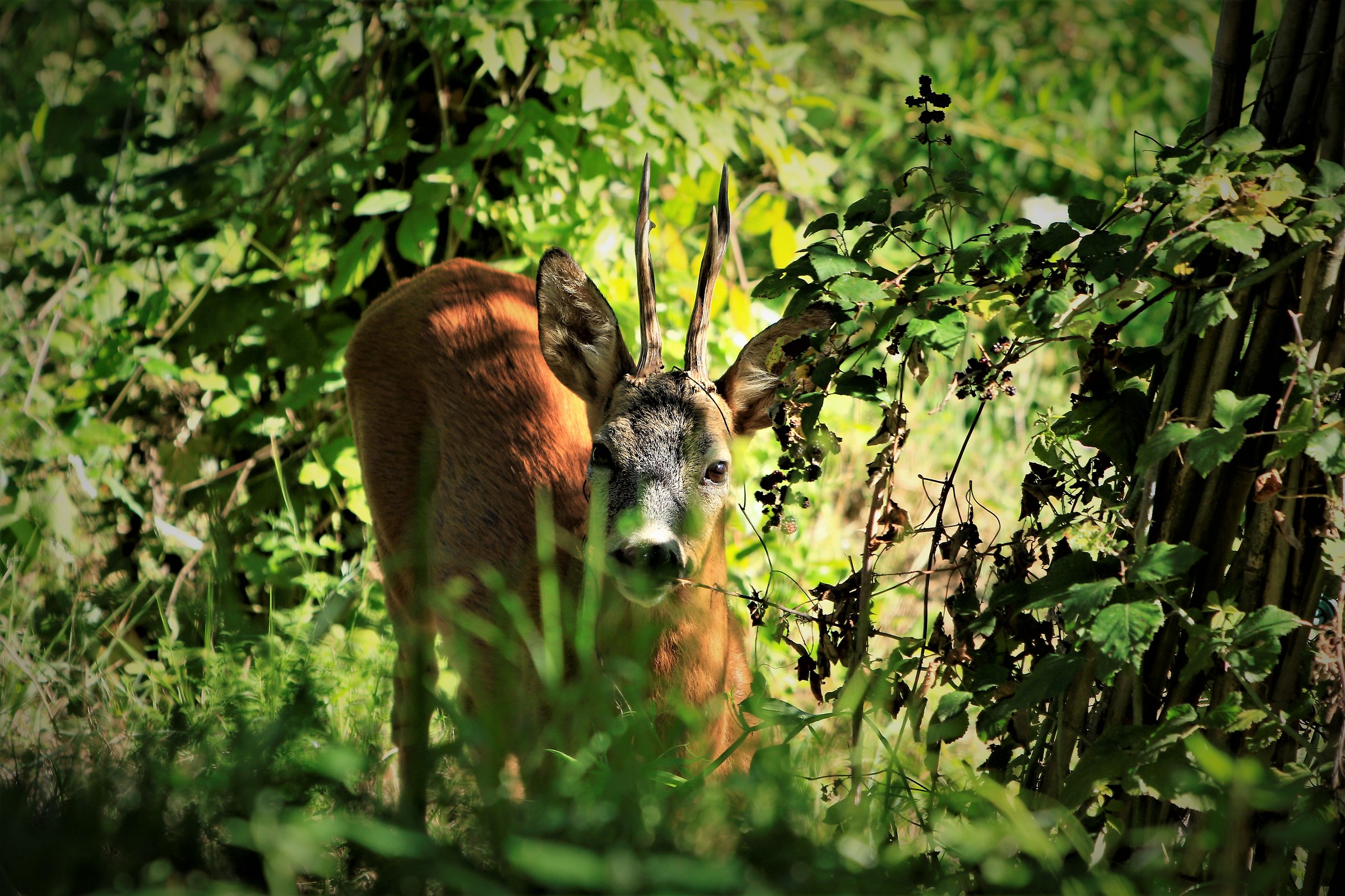 Peeking a roe deer