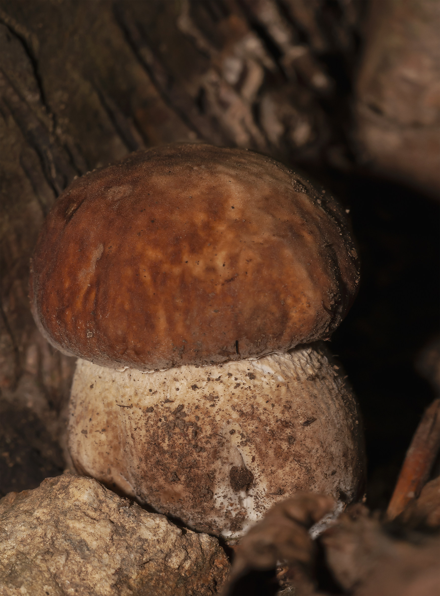 Boletus aestivalis