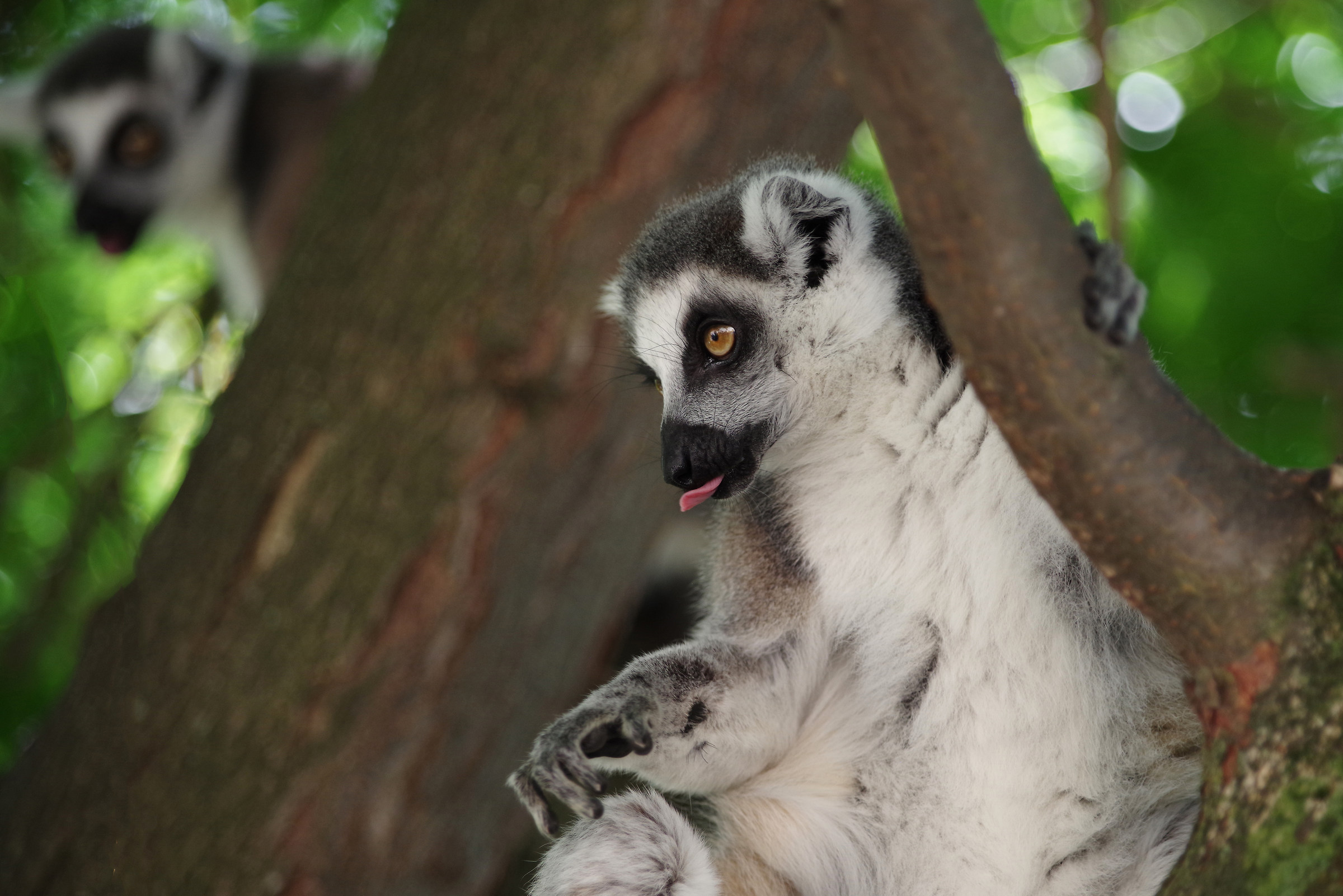 The Cute Lemur