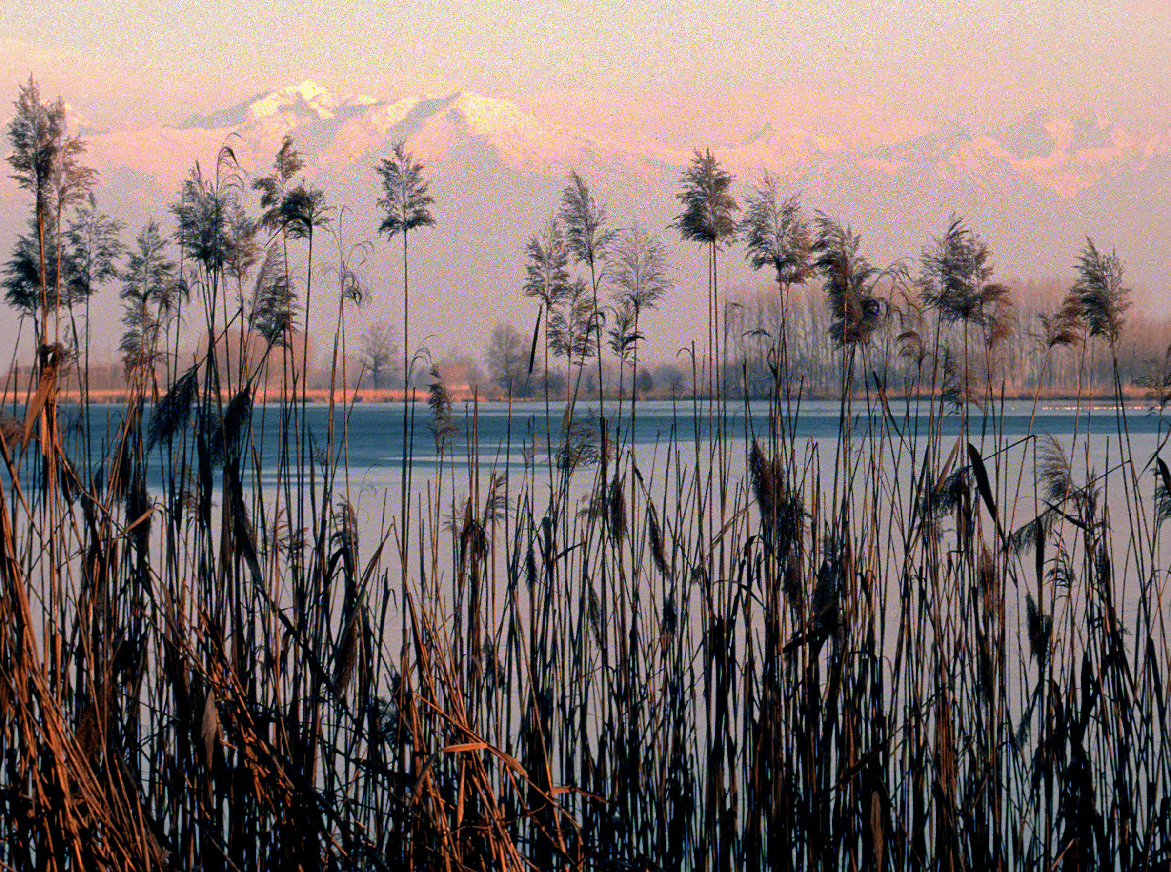 Le Alpi oltre il canneto