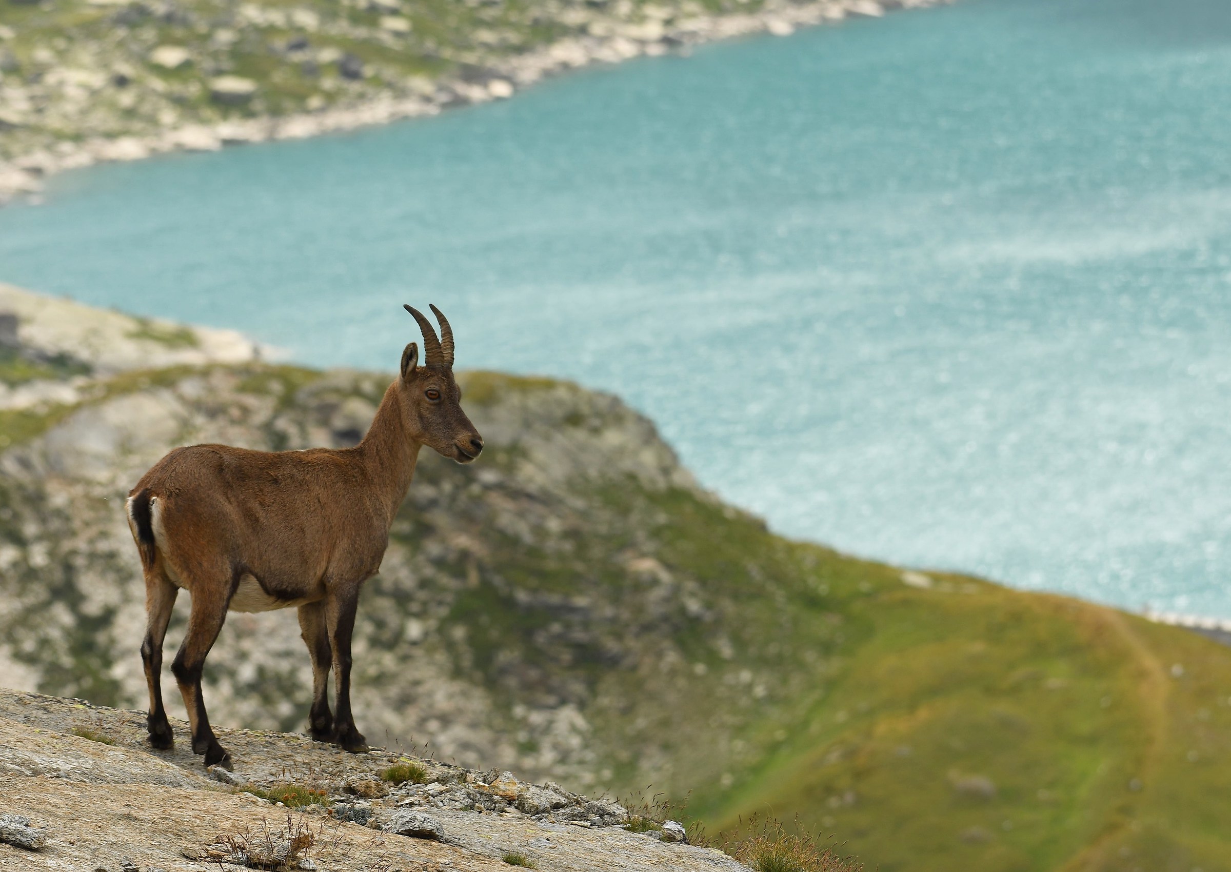 Alpine Ibex