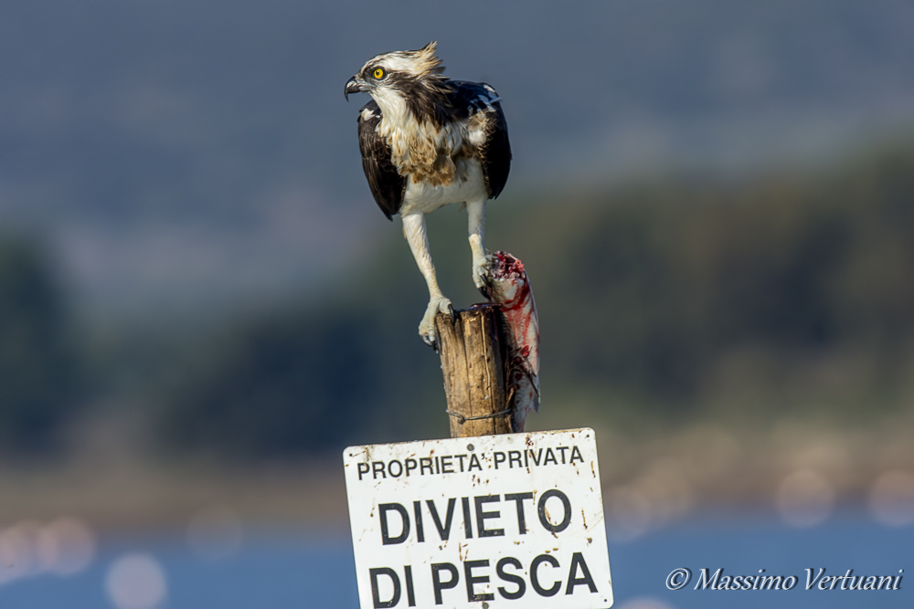 Falco Pescatore