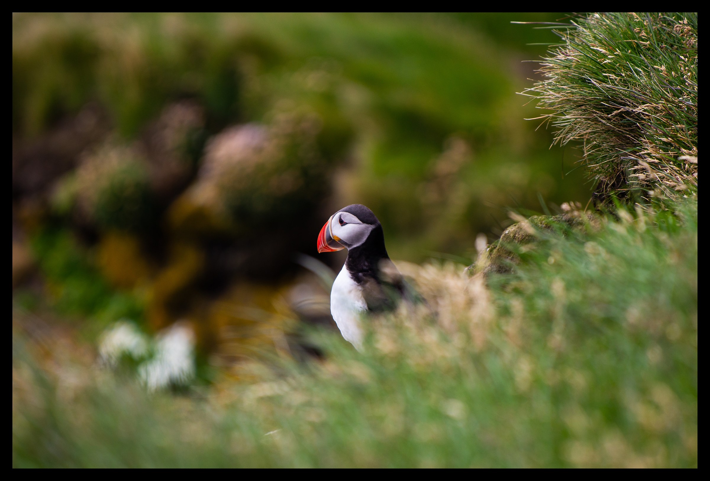 Puffin of the Sea
