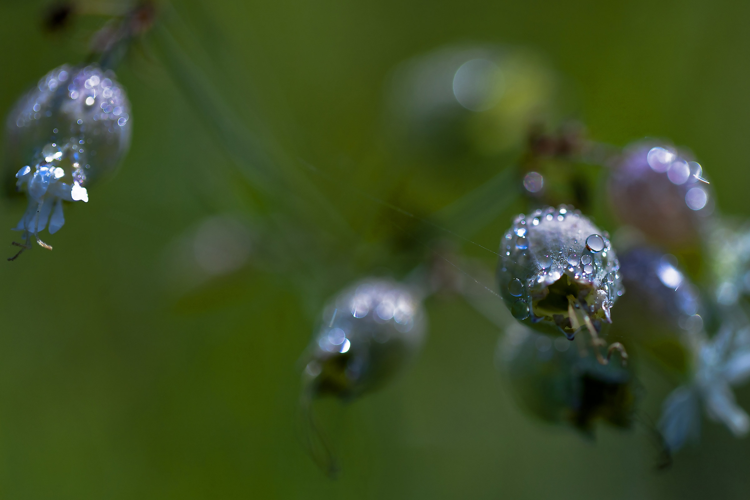 Dew