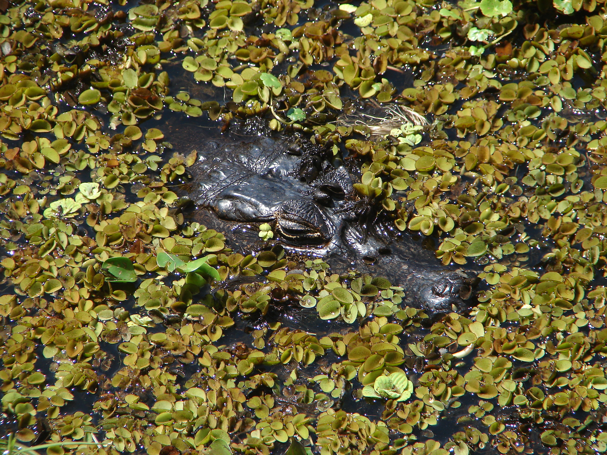 Pantanal: black cayman