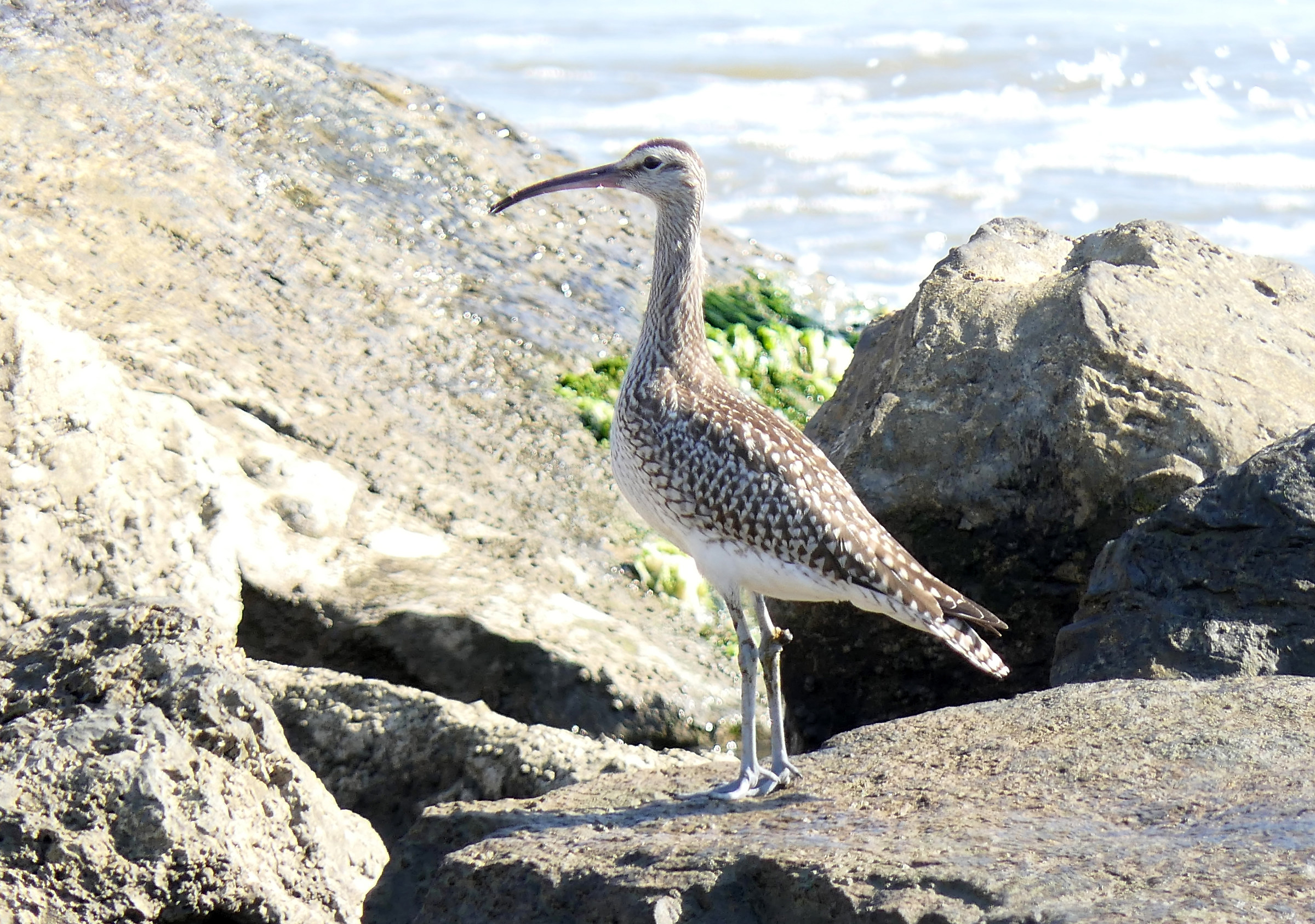 Small Curlew