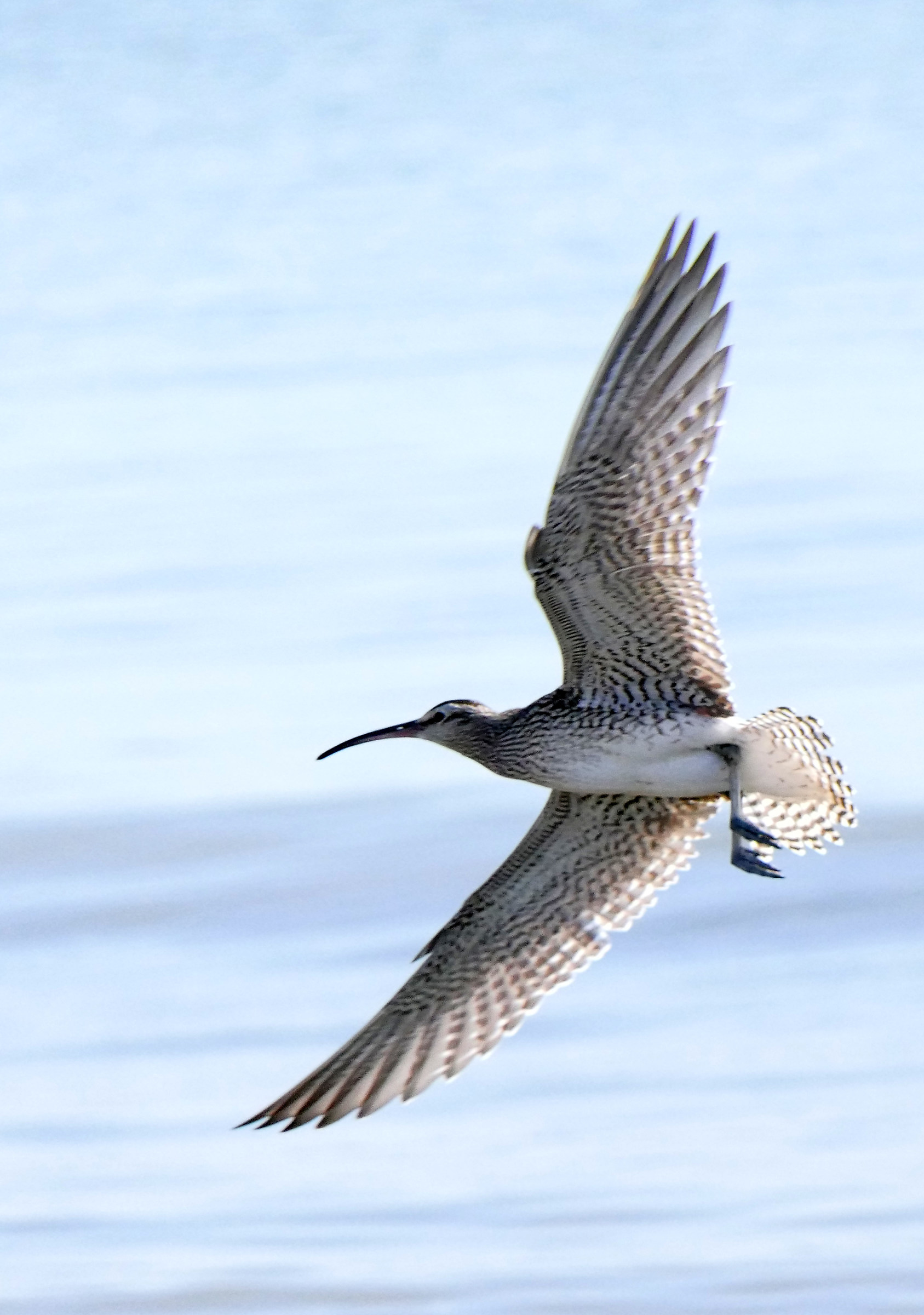 Small Curlew 2