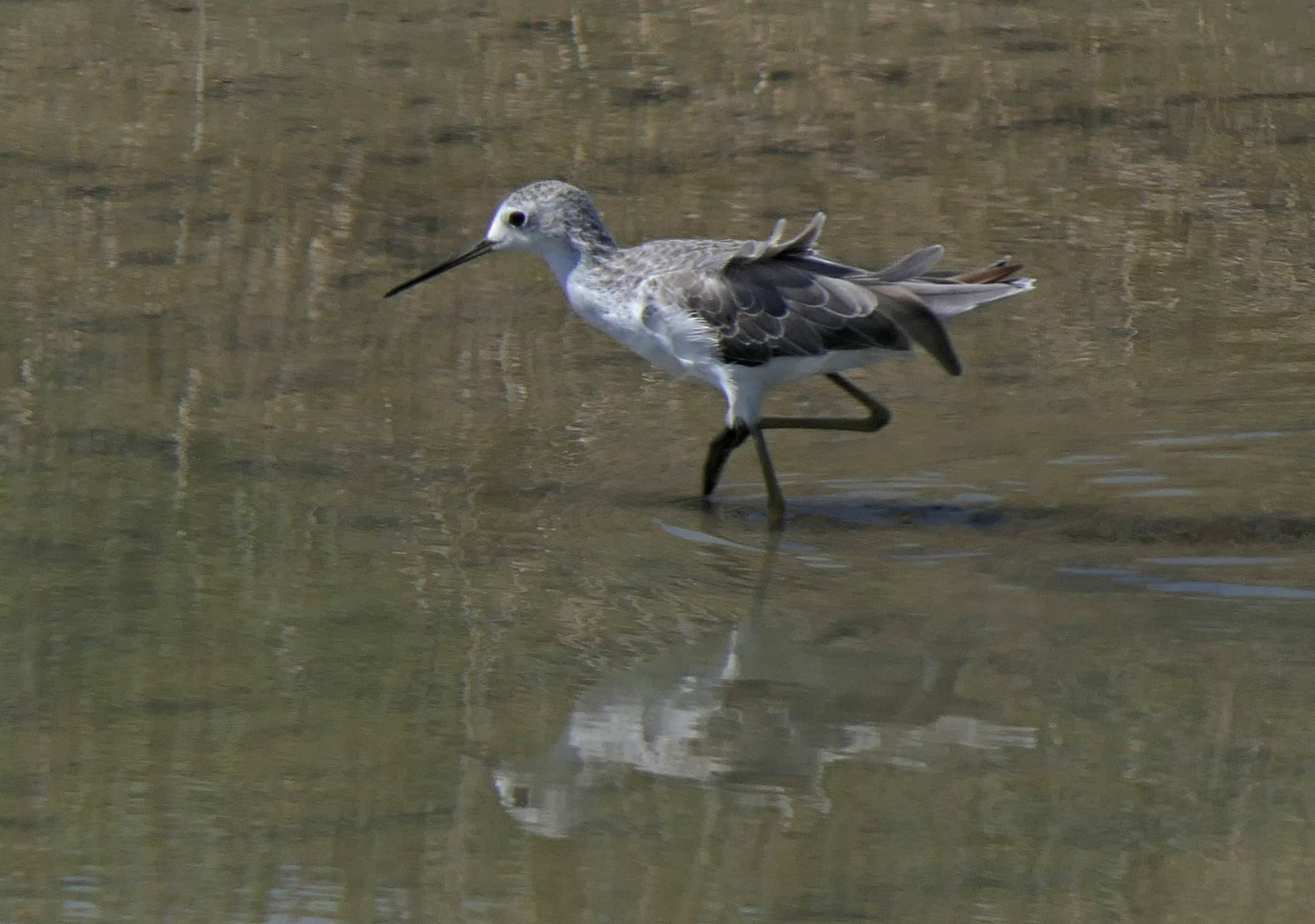 Marsh Sandpiper