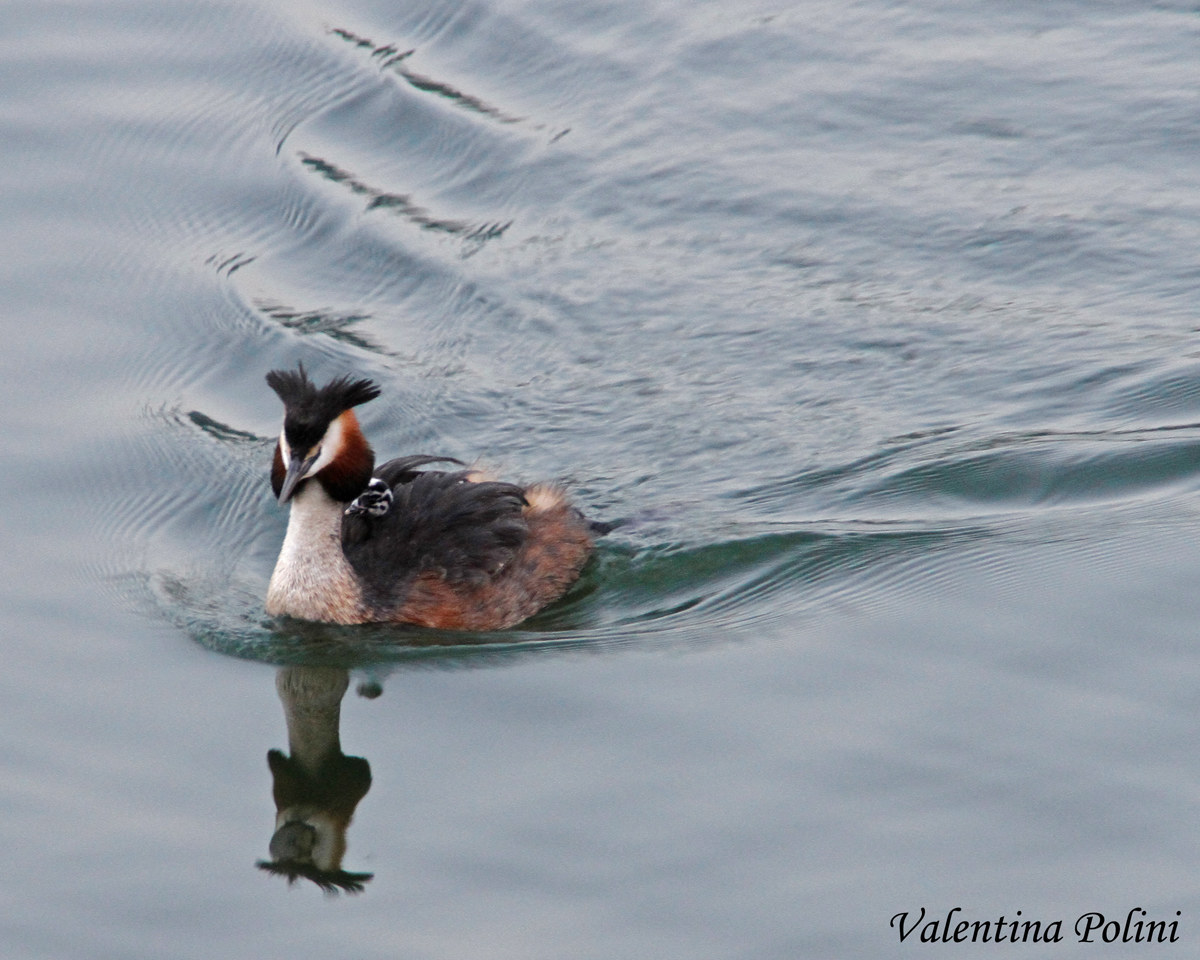 Grebe with Small