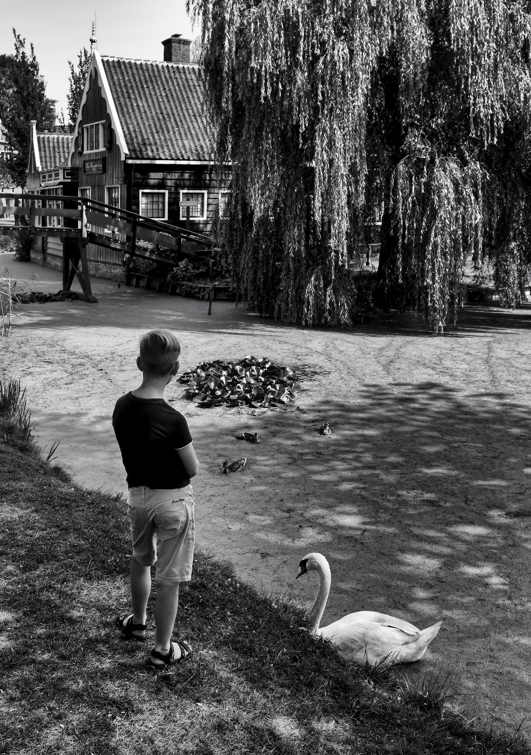 Il bambino e il cigno