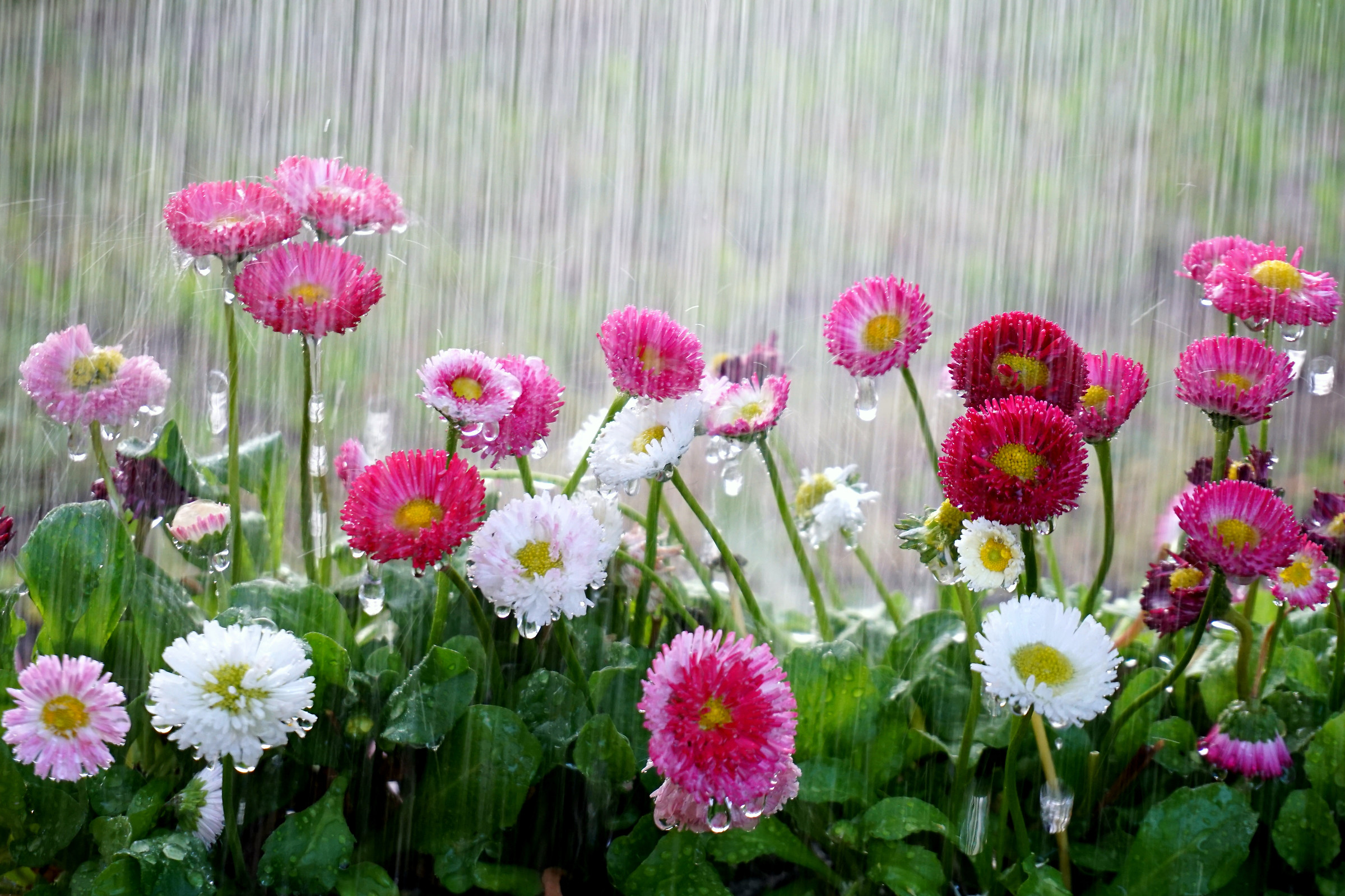 It rains on the daisies