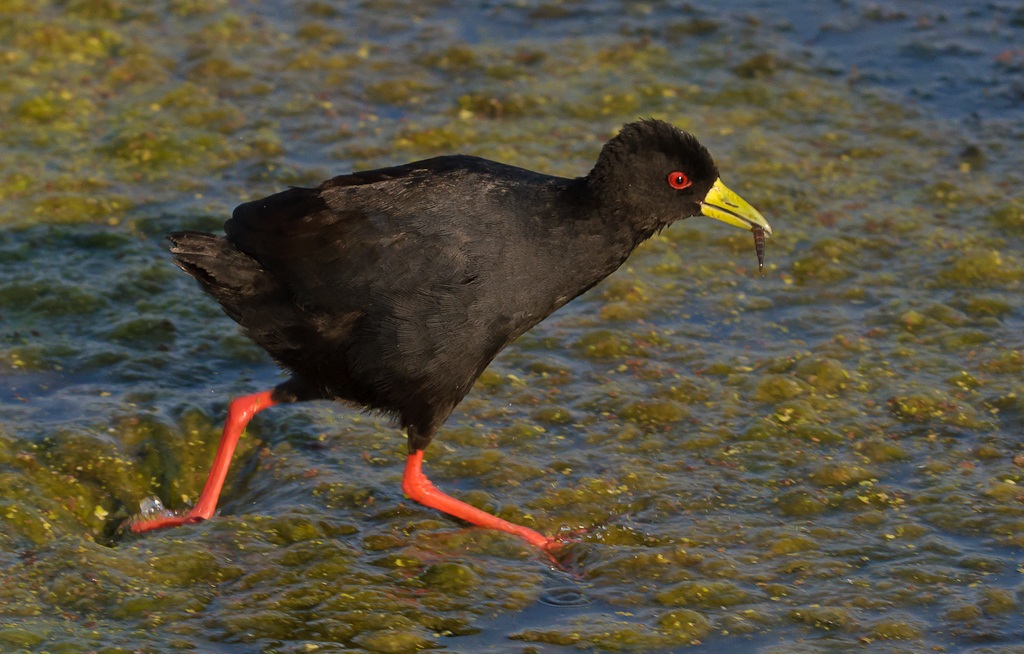 Black Crake