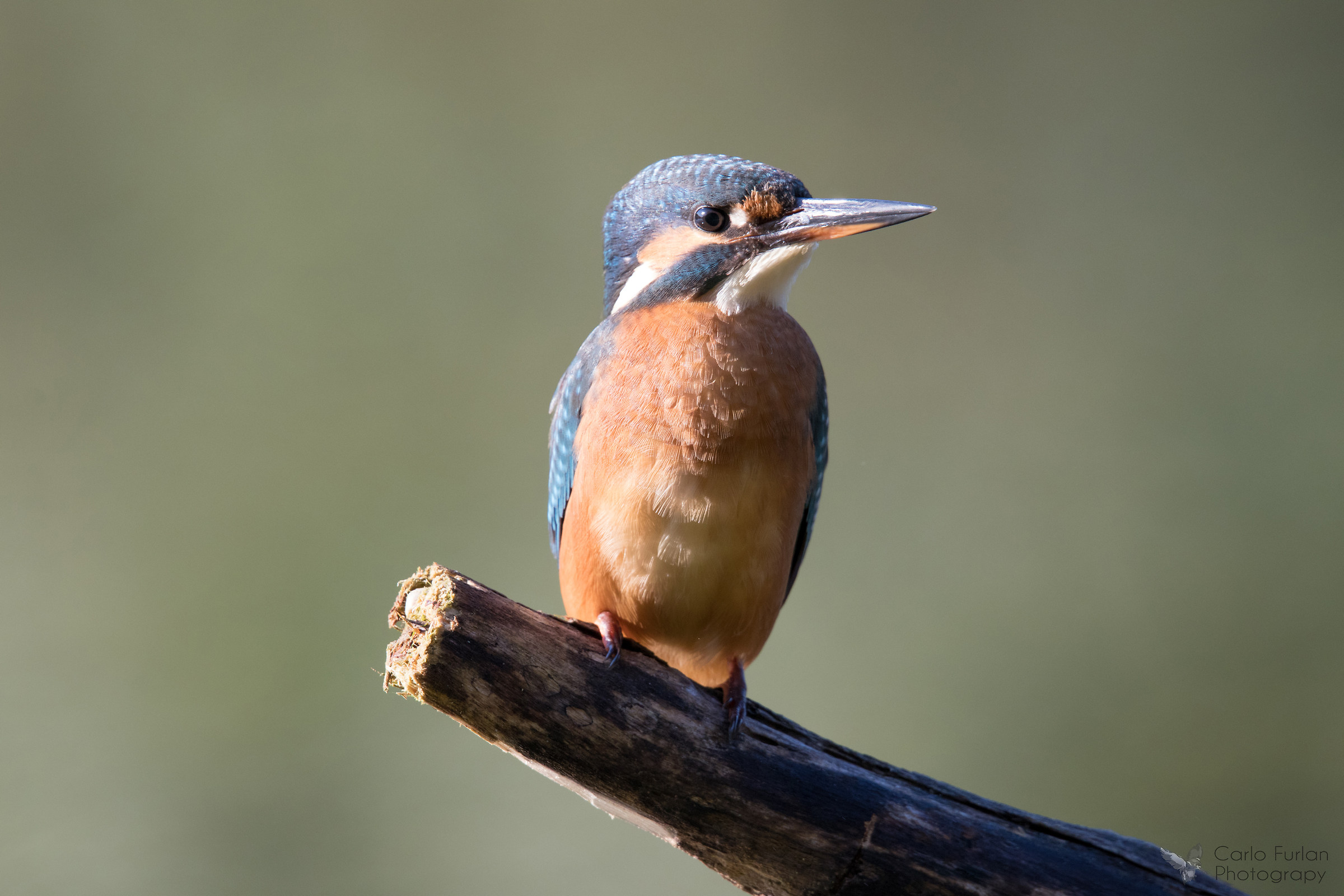 Female Kingfisher