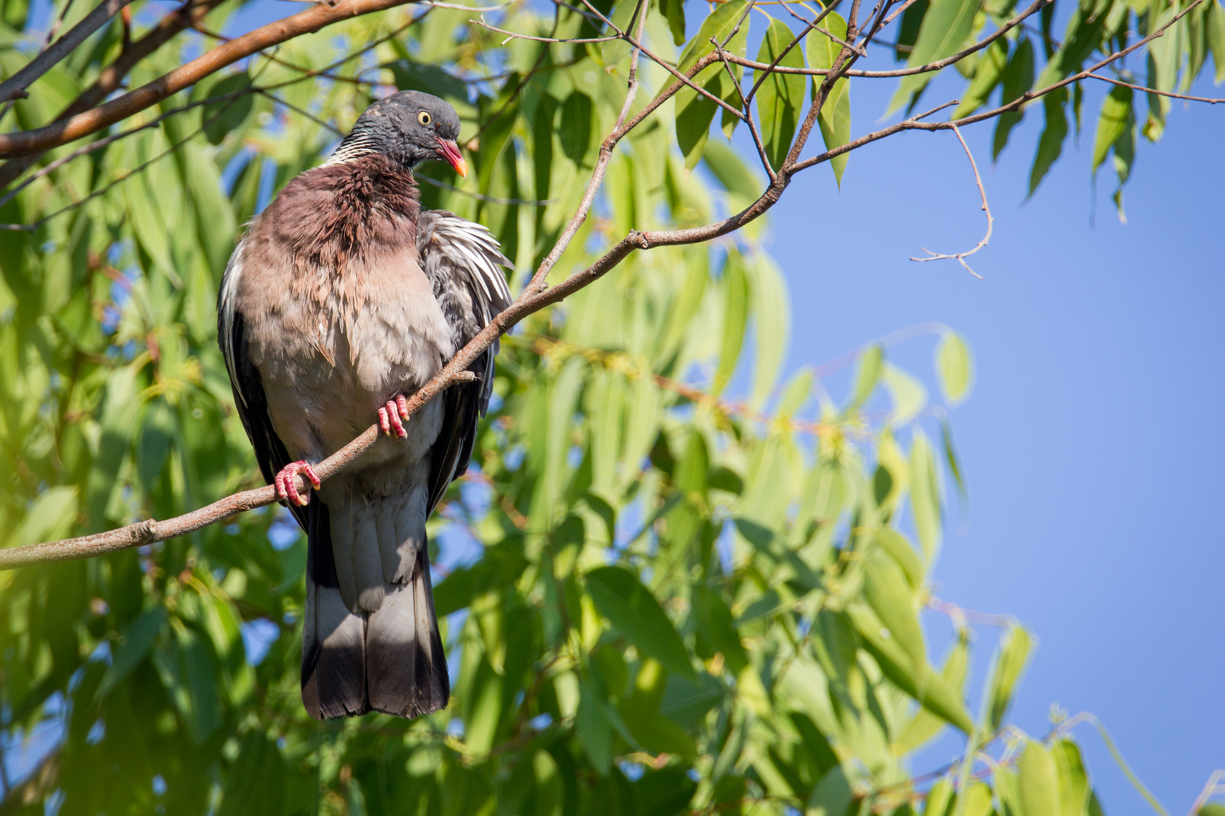 Wood Pigeon