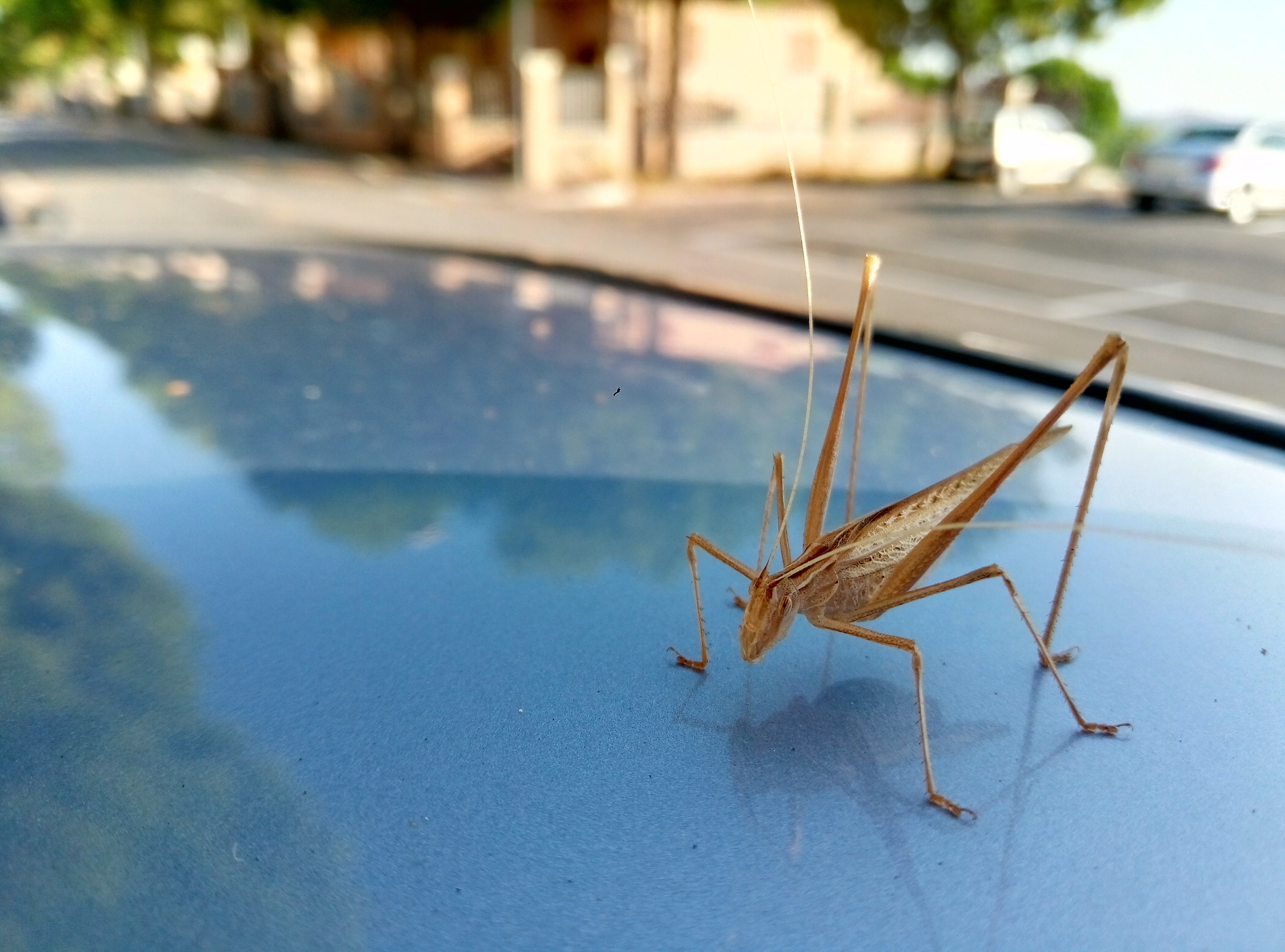 Grillo color sabbia, specie non identificata