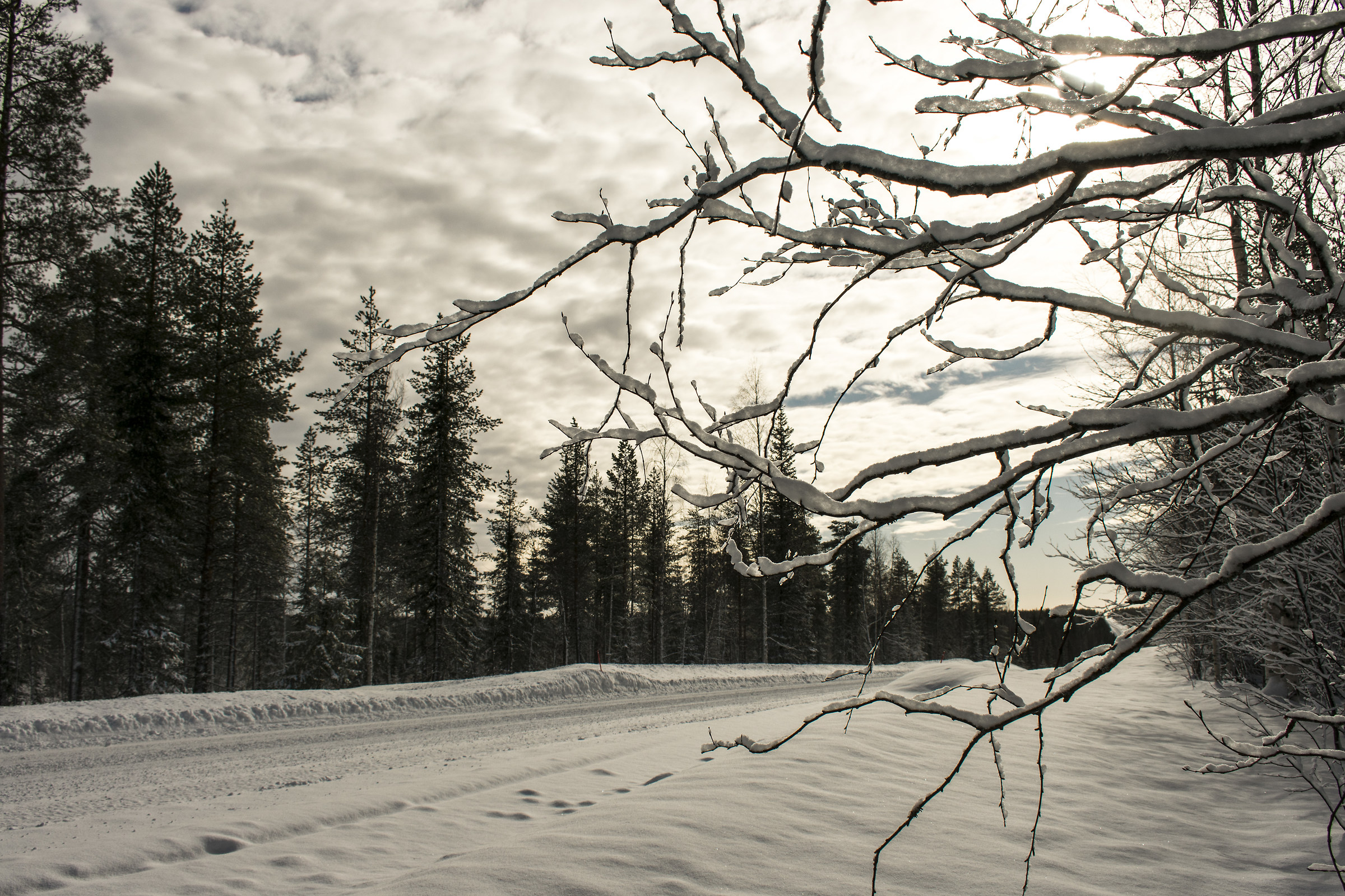 The "amber" light of the north...