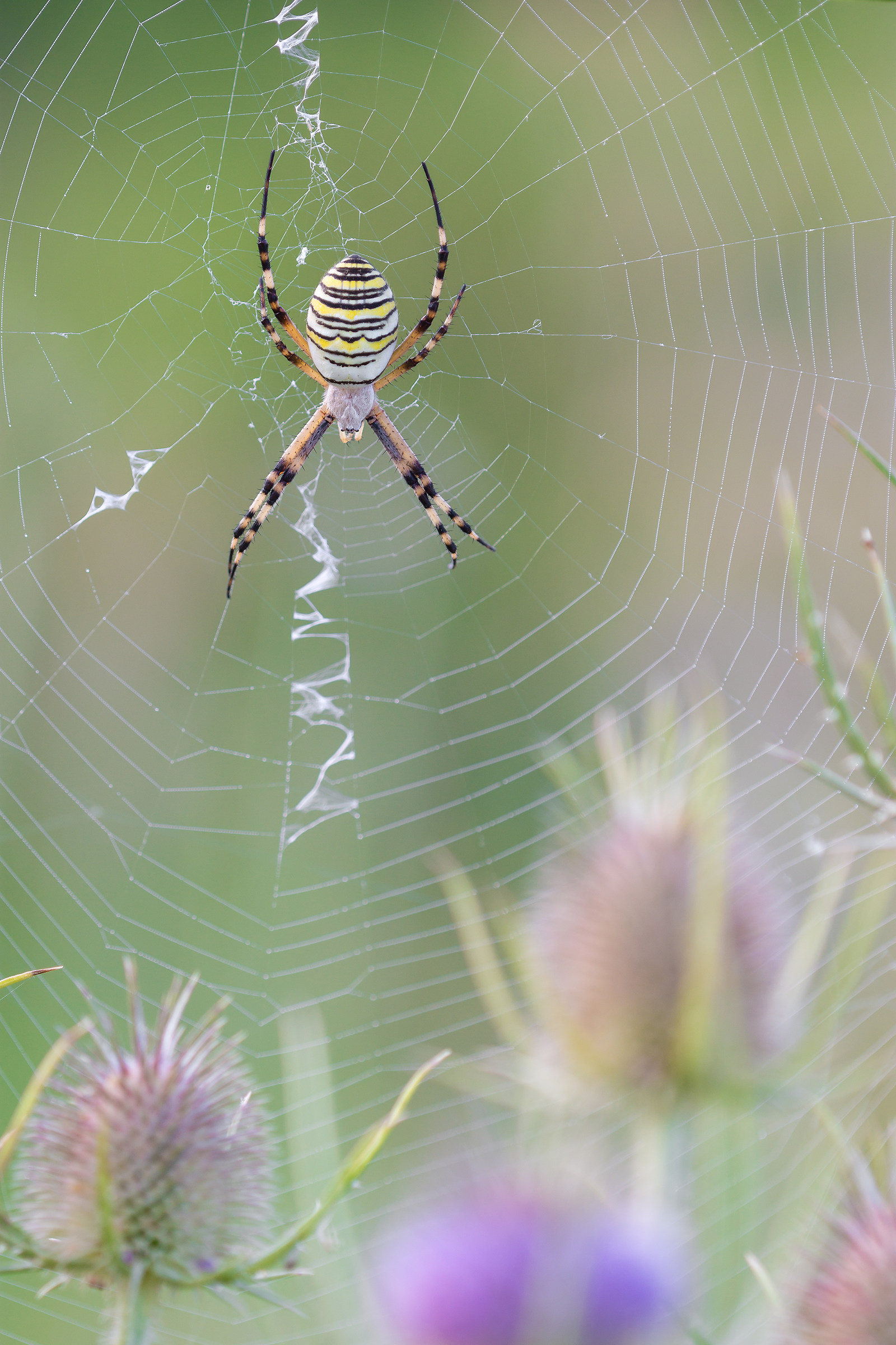 Trappola tra i cardi