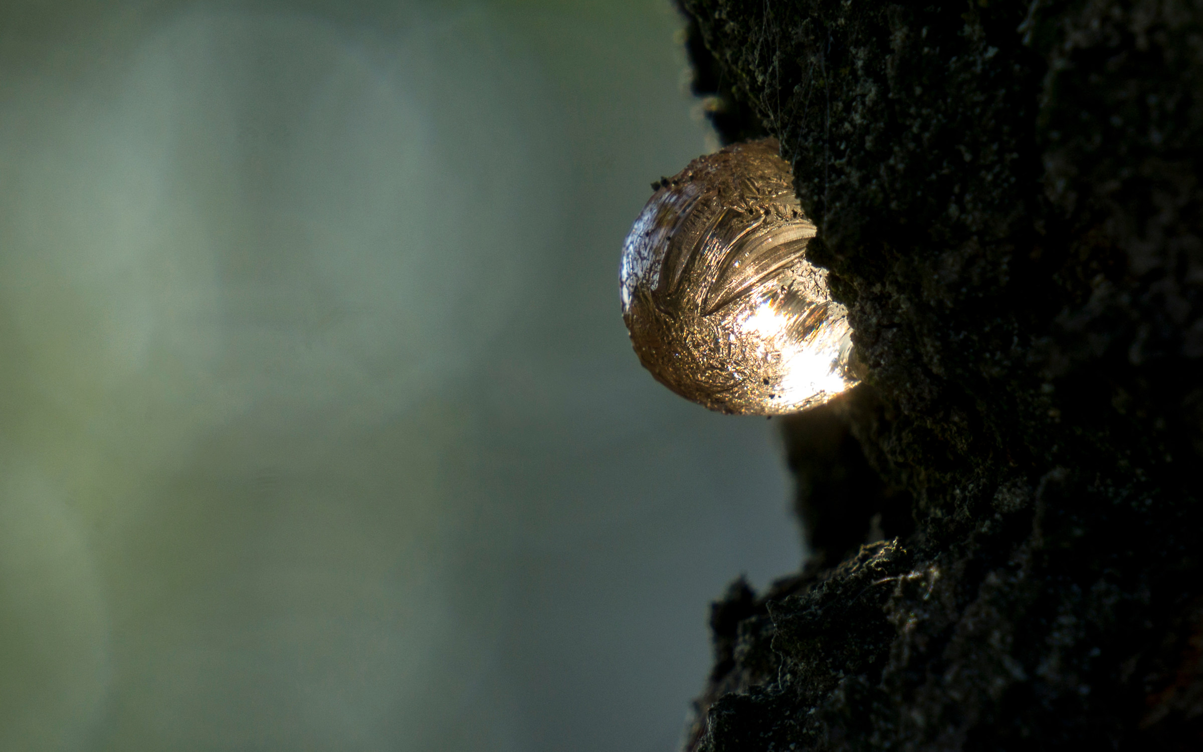 Resina al tramonto 2