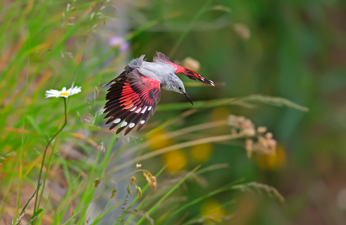 2018 Female Wallcreeper