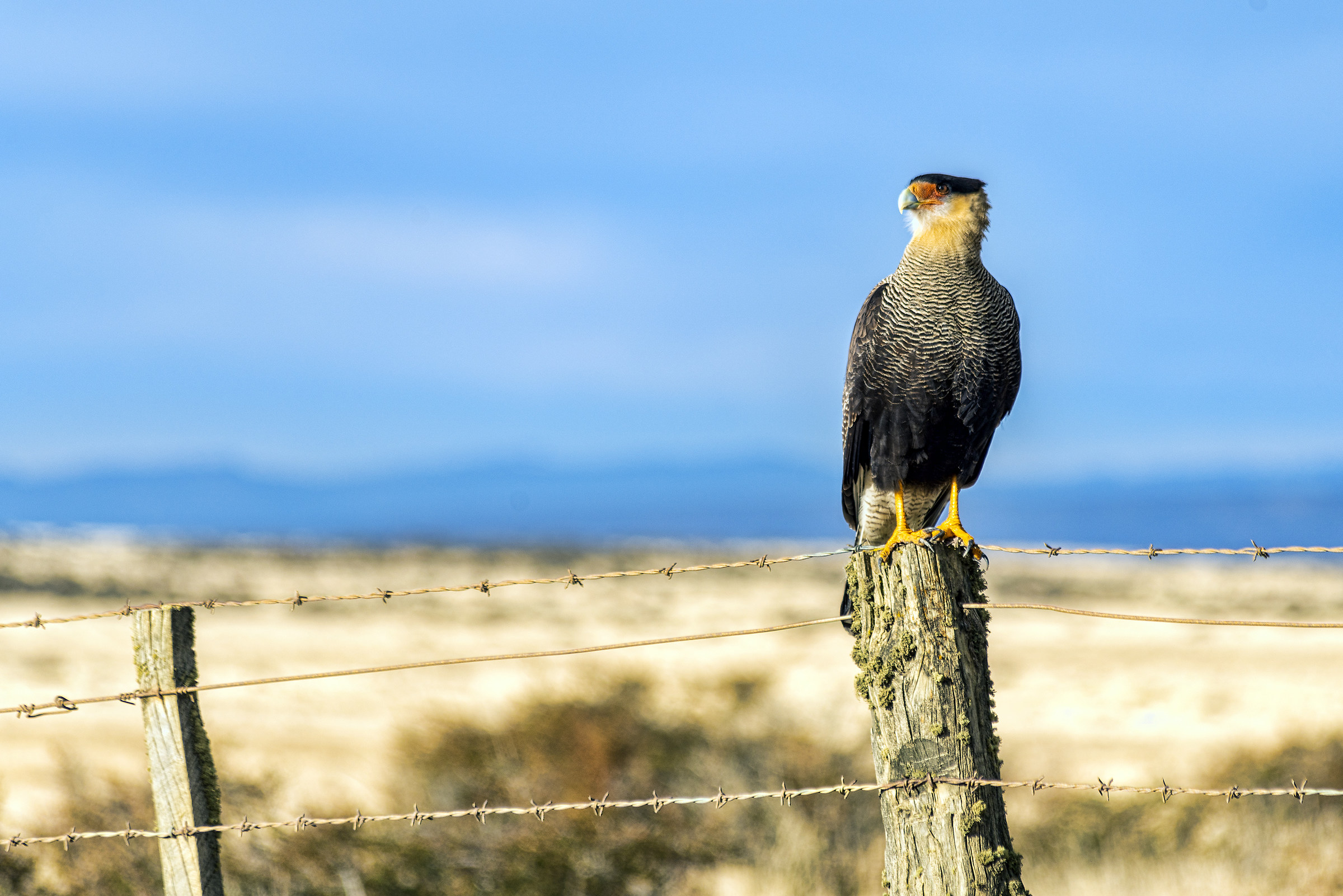 Caracara