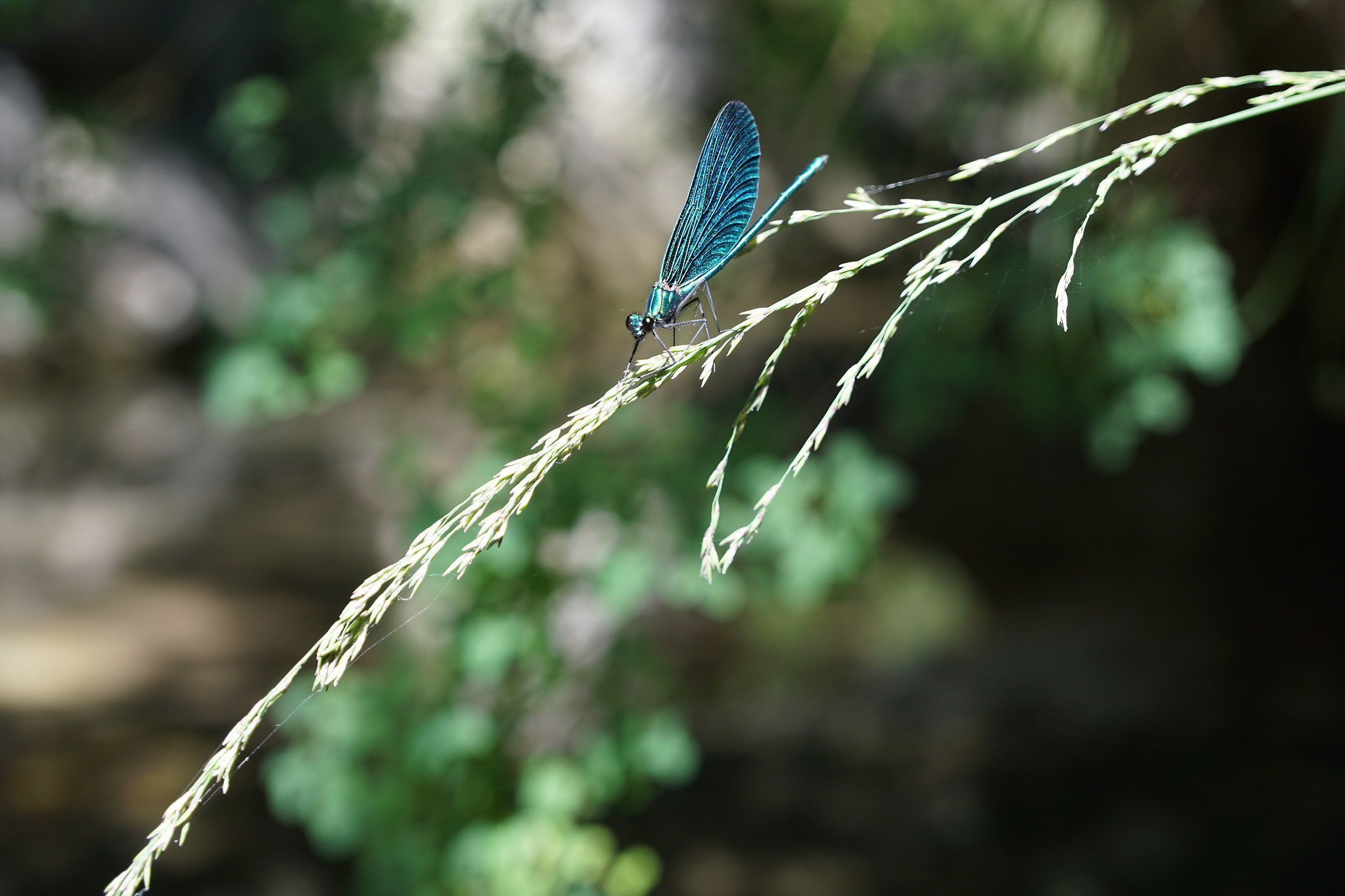 Il riposo della Libellula