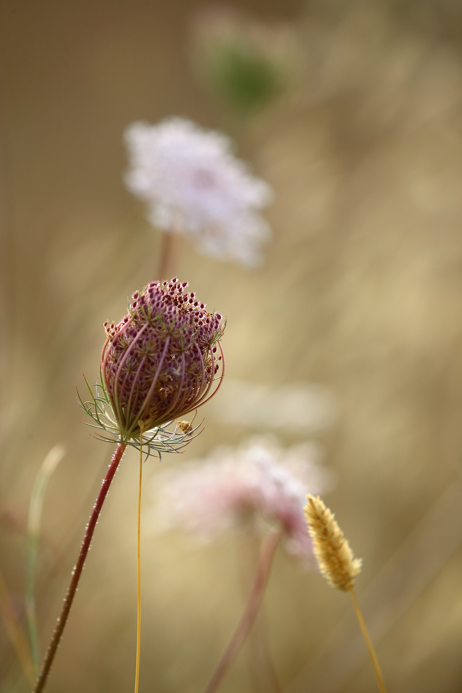 Fiori di campagna