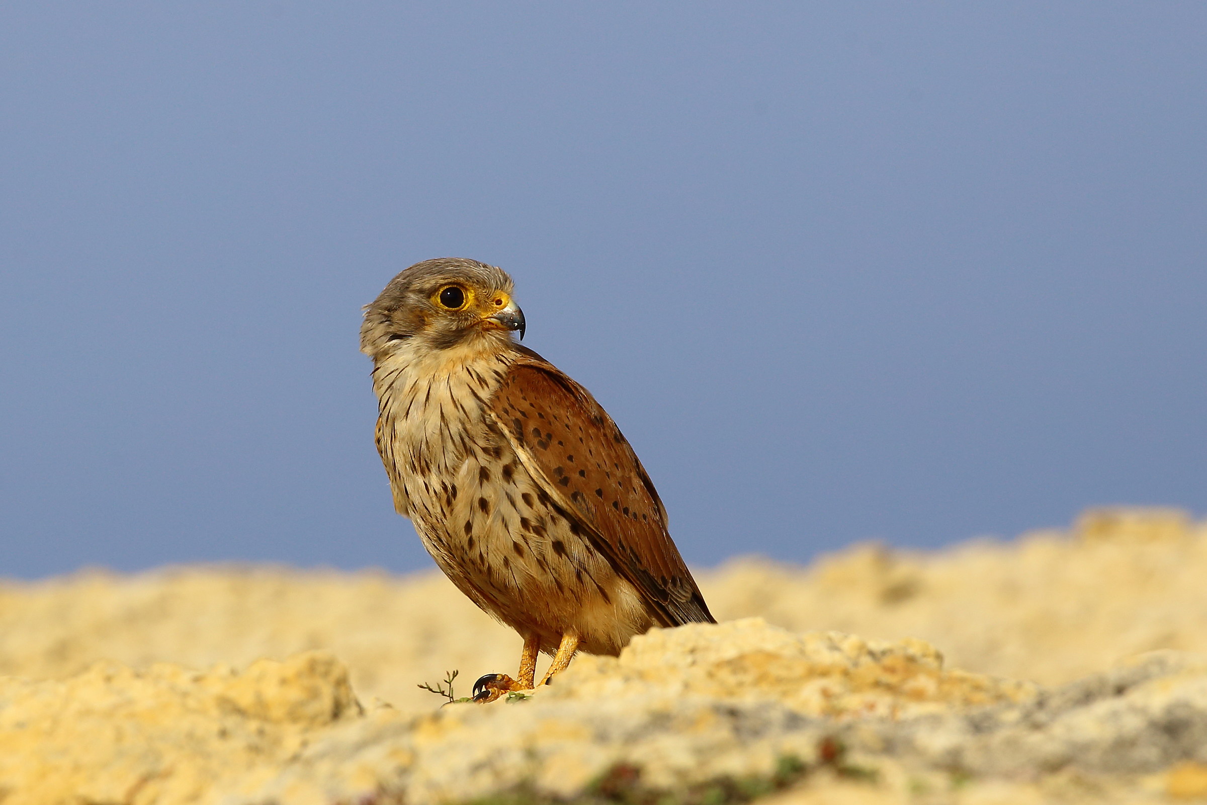 Ancora il mio curioso vicino di asciugamano...