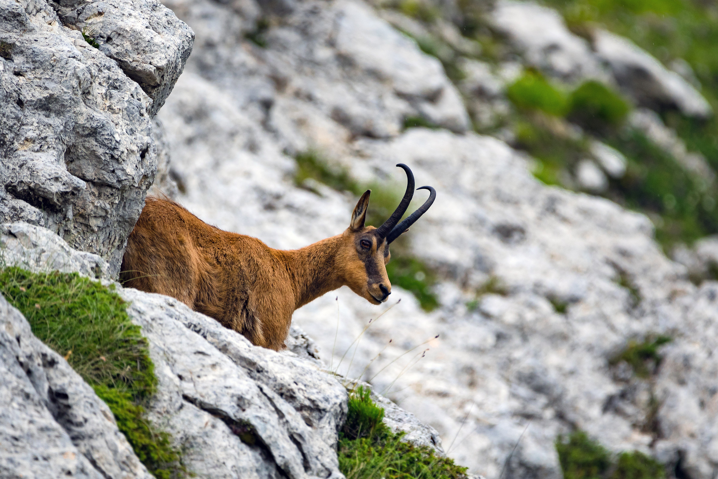 Abruzzo Chamois