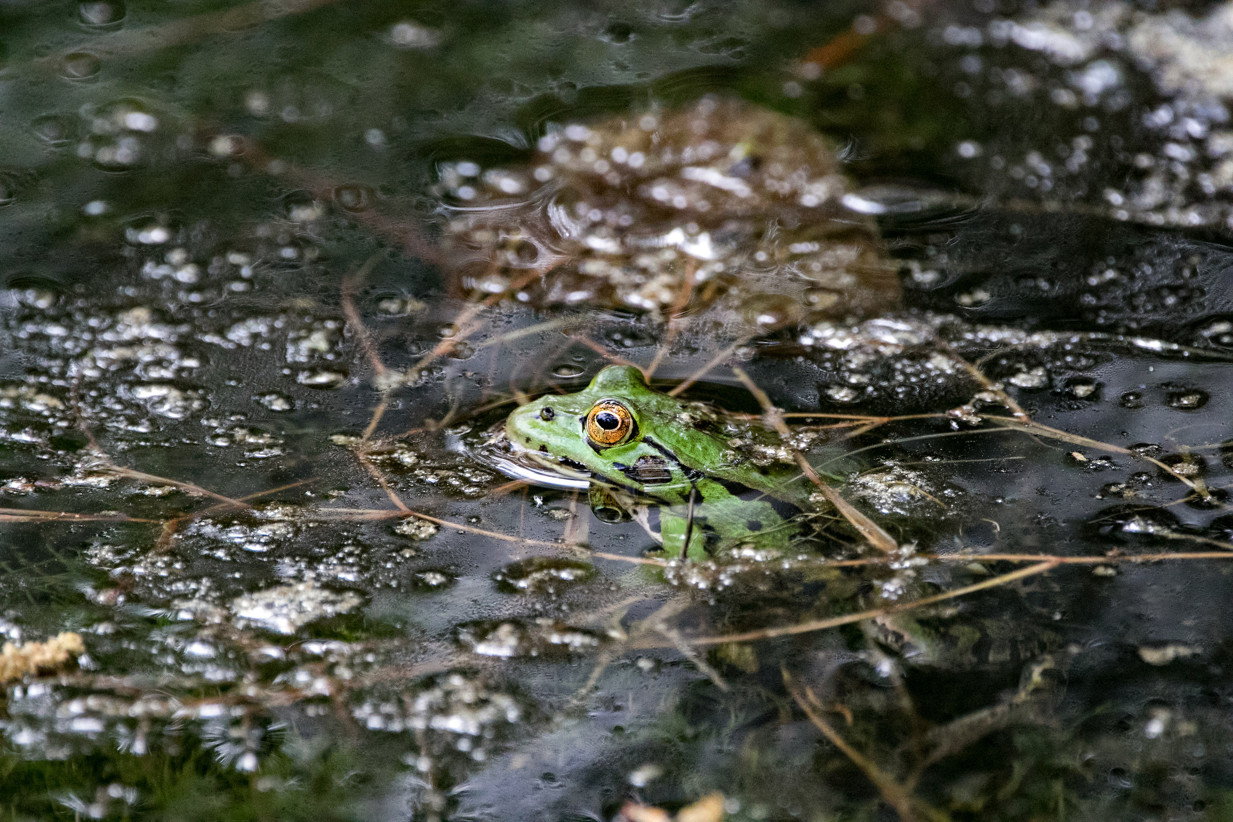 Common Frog