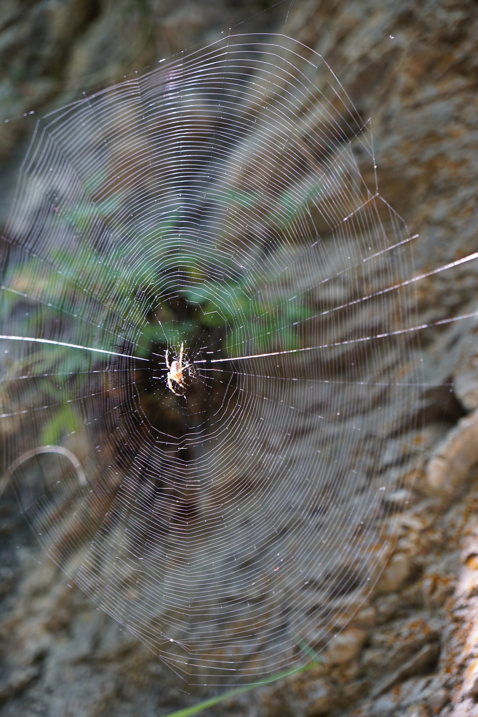 Nella rete del predatore