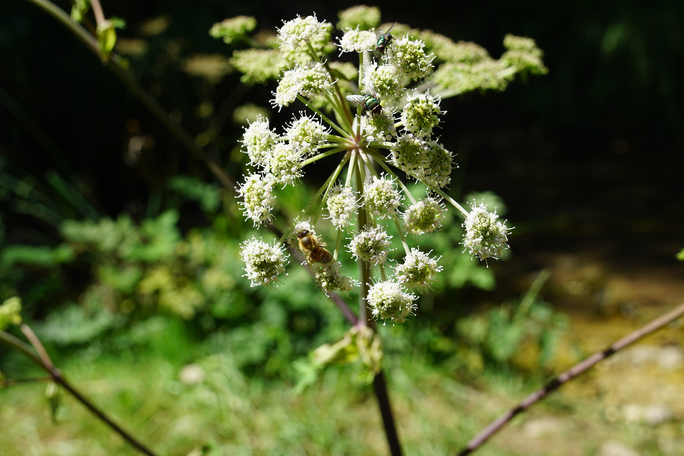 Lotta per il nettare