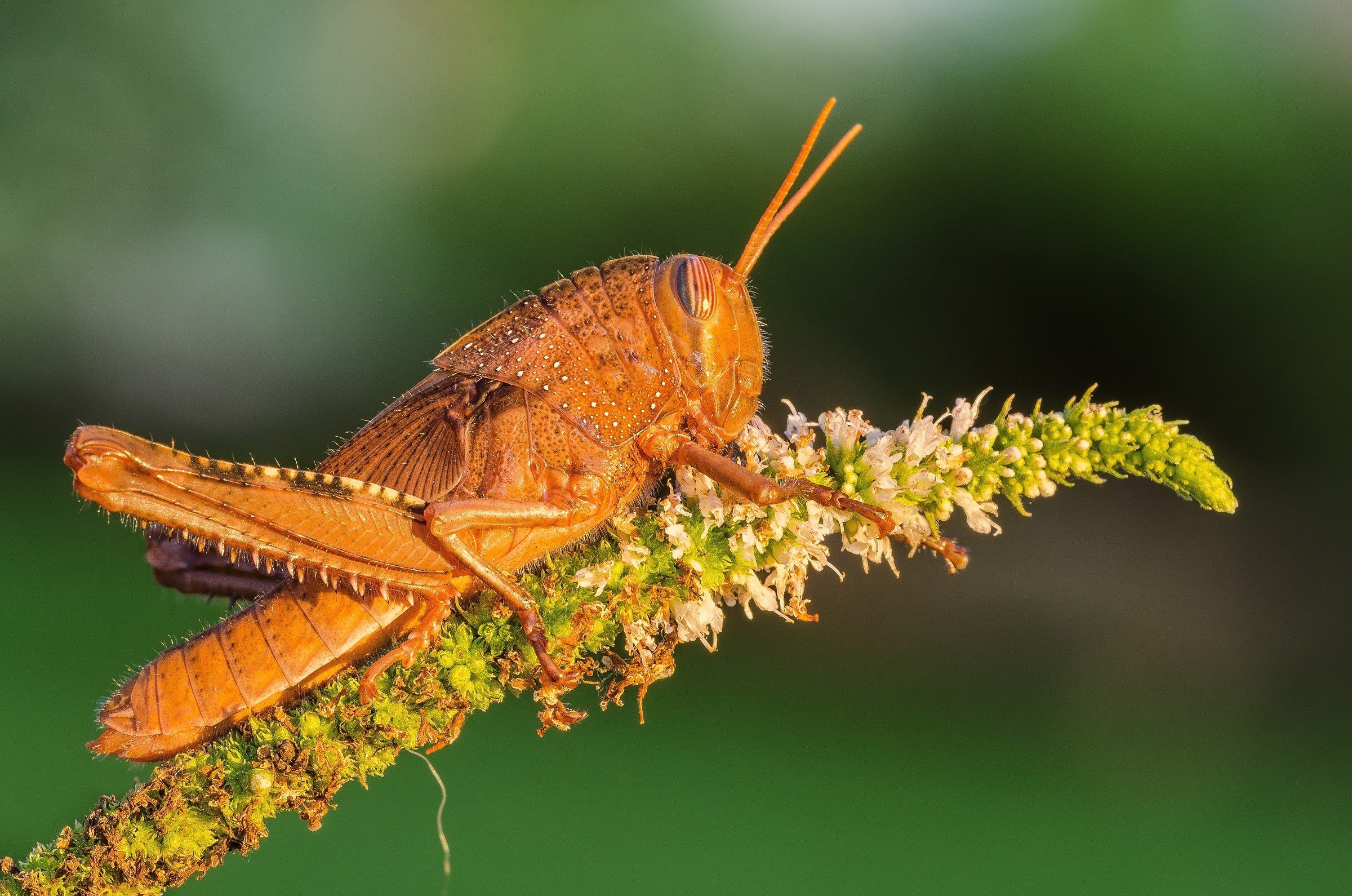 Anacridium Aegyptium