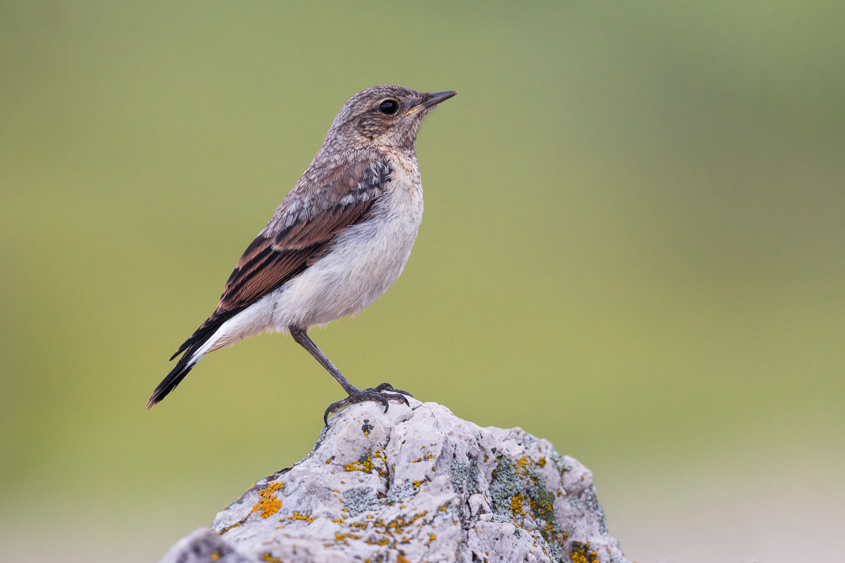 Culbianco (Oenanthe oenanthe) juv. ...