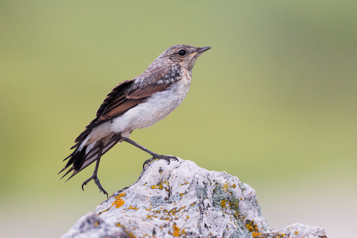 Culbianco (Oenanthe oenanthe) juv. ...